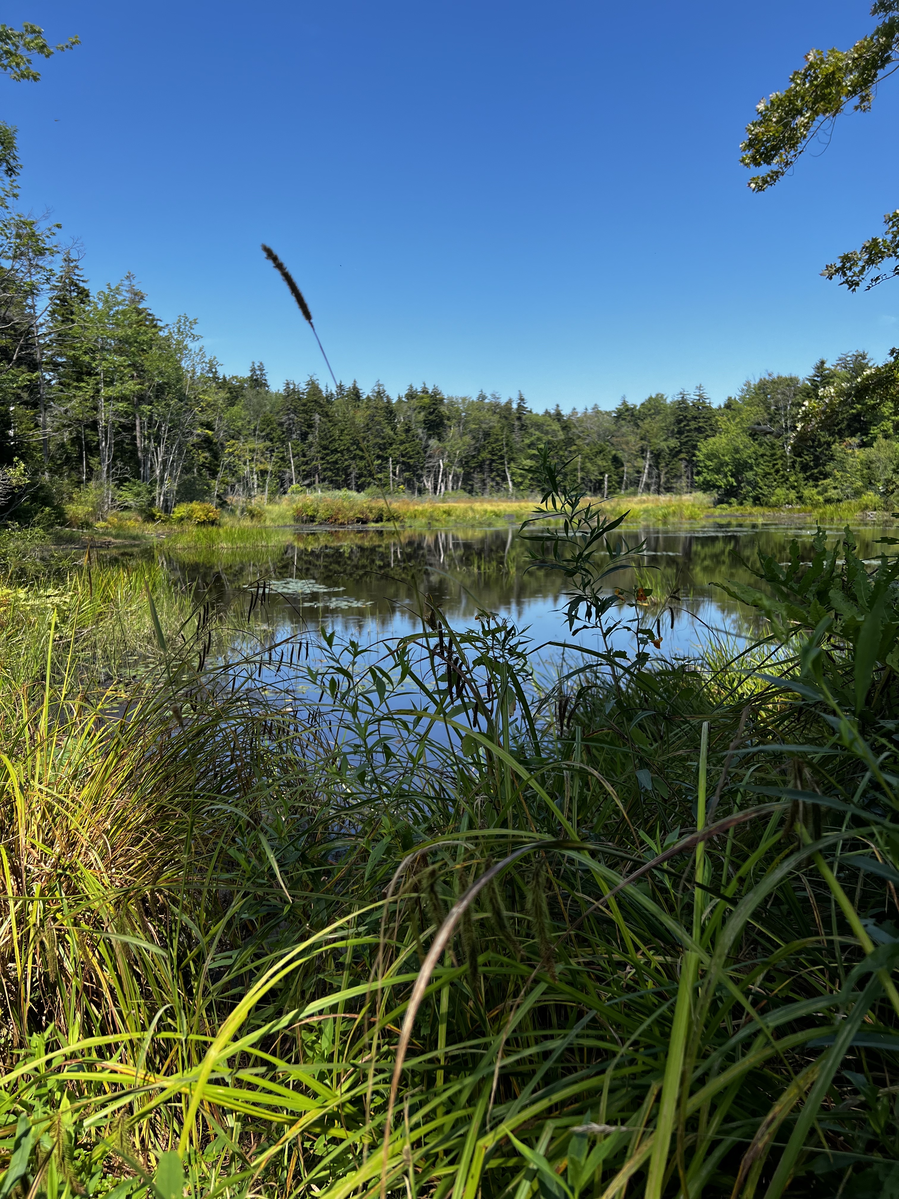 lake with trees around and marshlands and blue sky