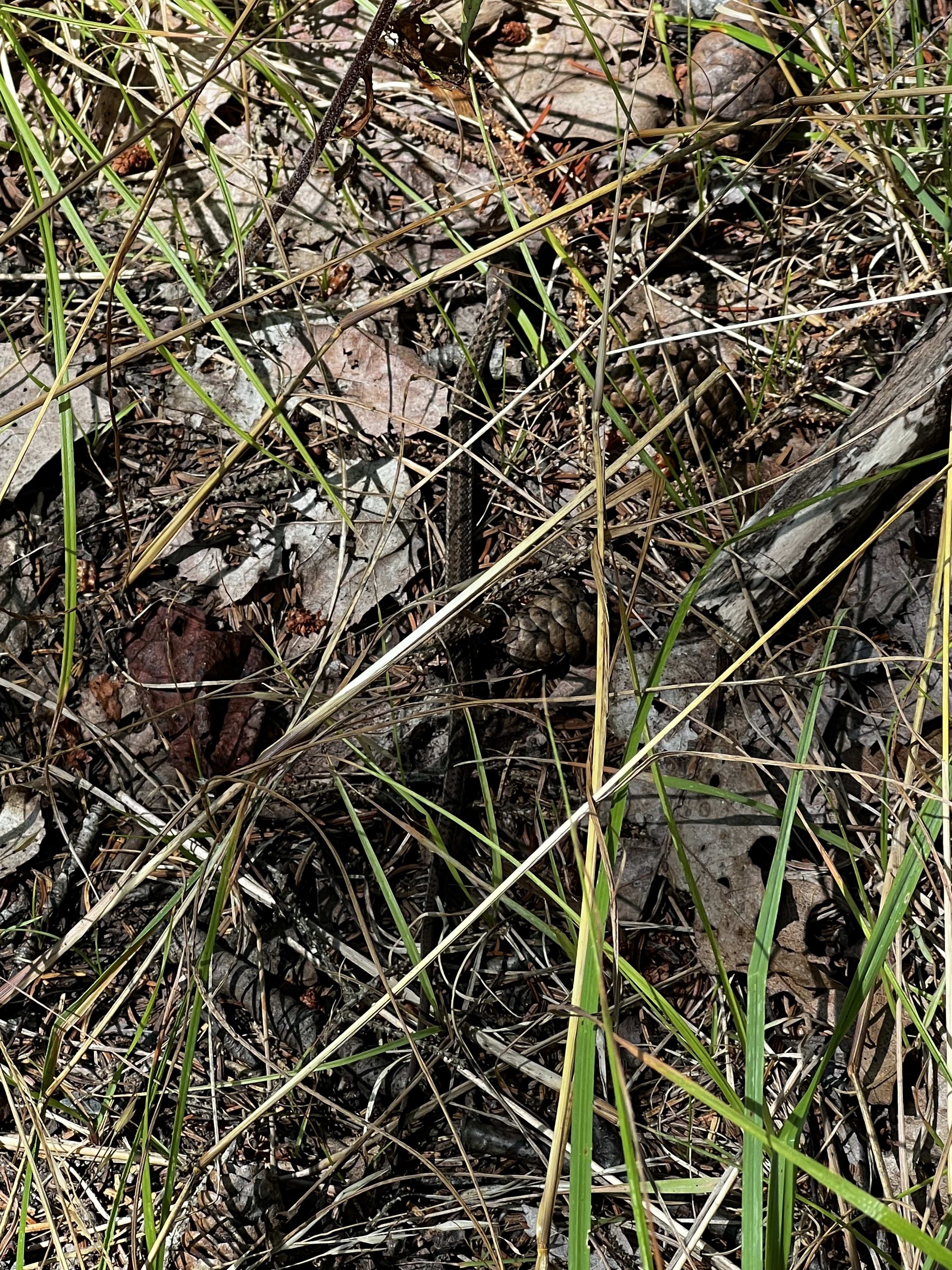 young snake in the grasses