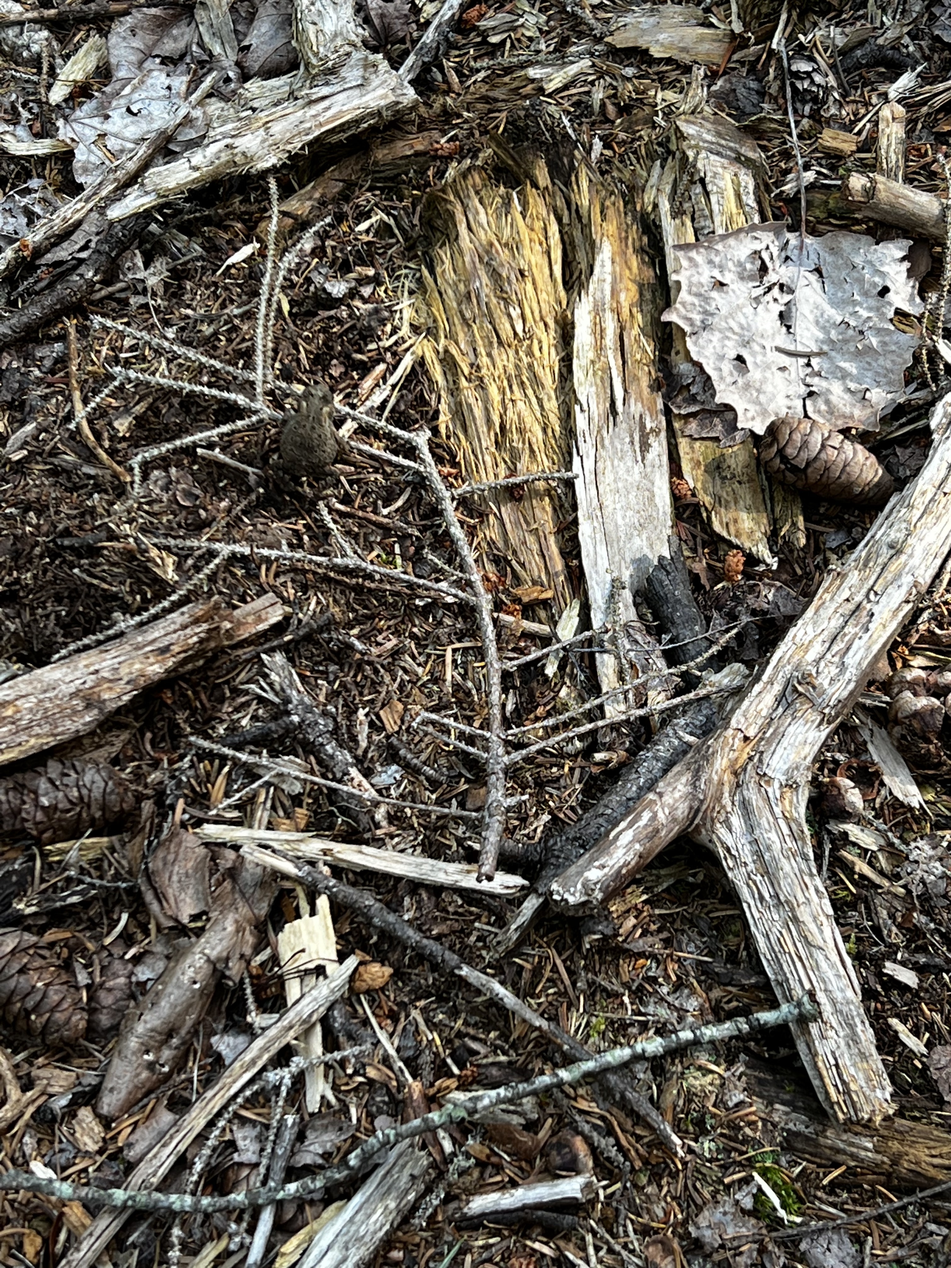 young toad camouflaged in dry grasses and sticksn