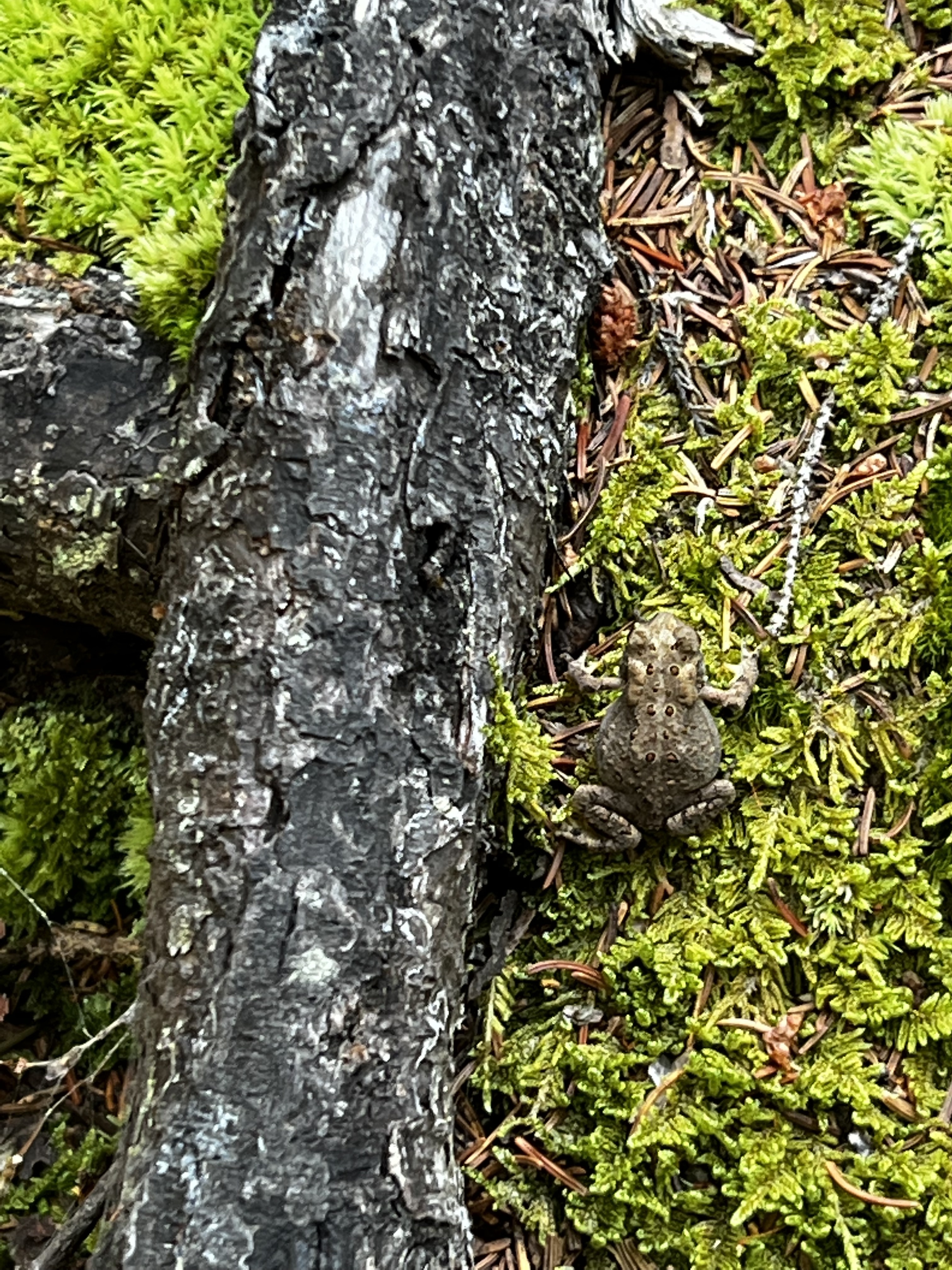 Toad on moss and a decaying log