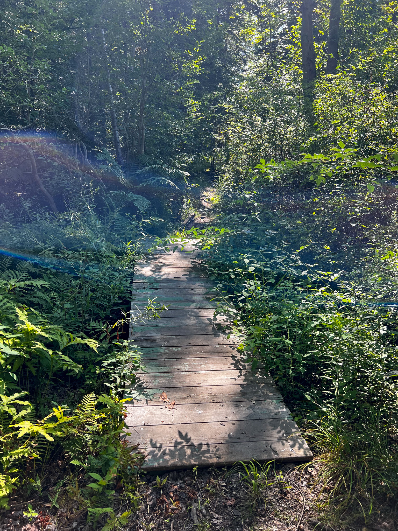 bridge over marsh on the trail
