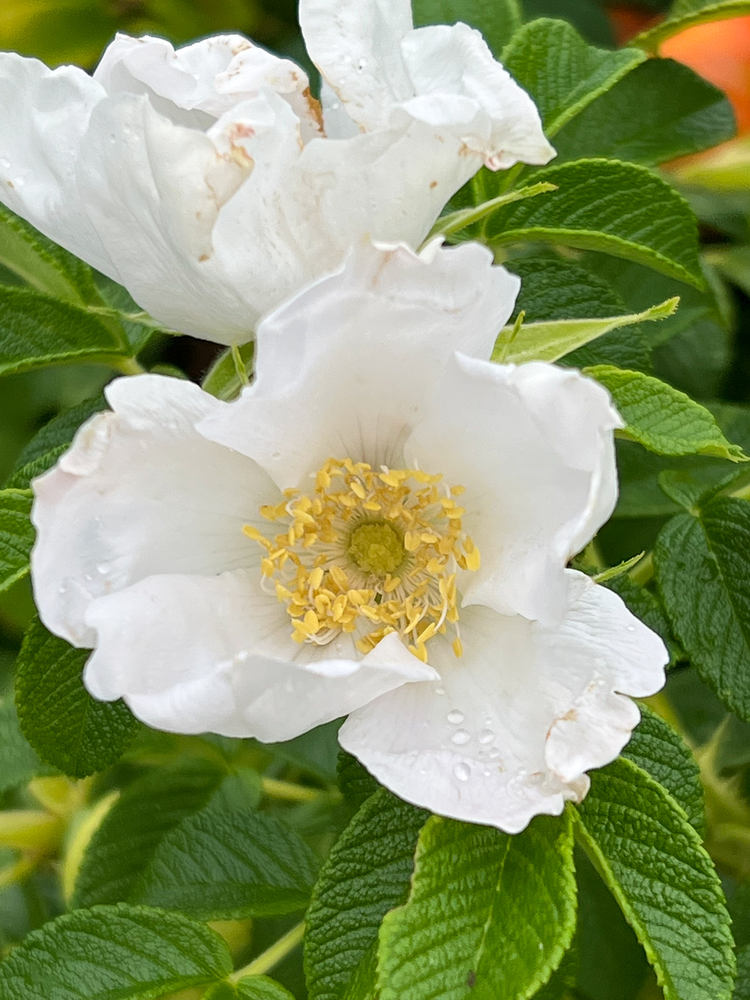 This image has an empty alt attribute; its file name is whitebeachrose3.jpg