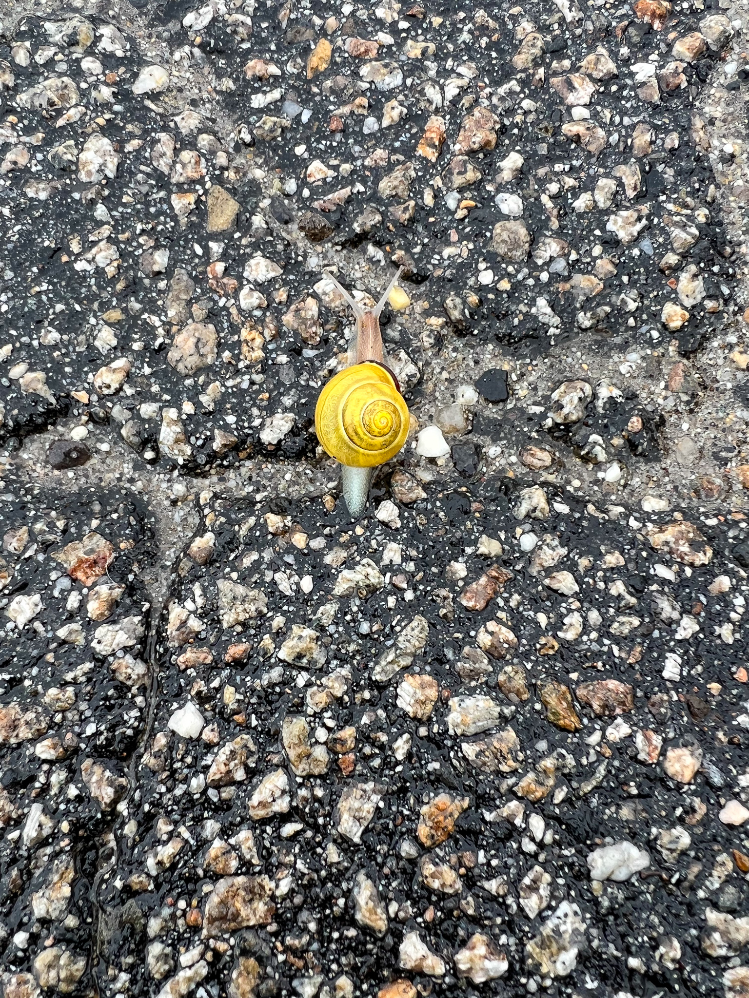 This image has an empty alt attribute; its file name is yellowsnail3.jpg