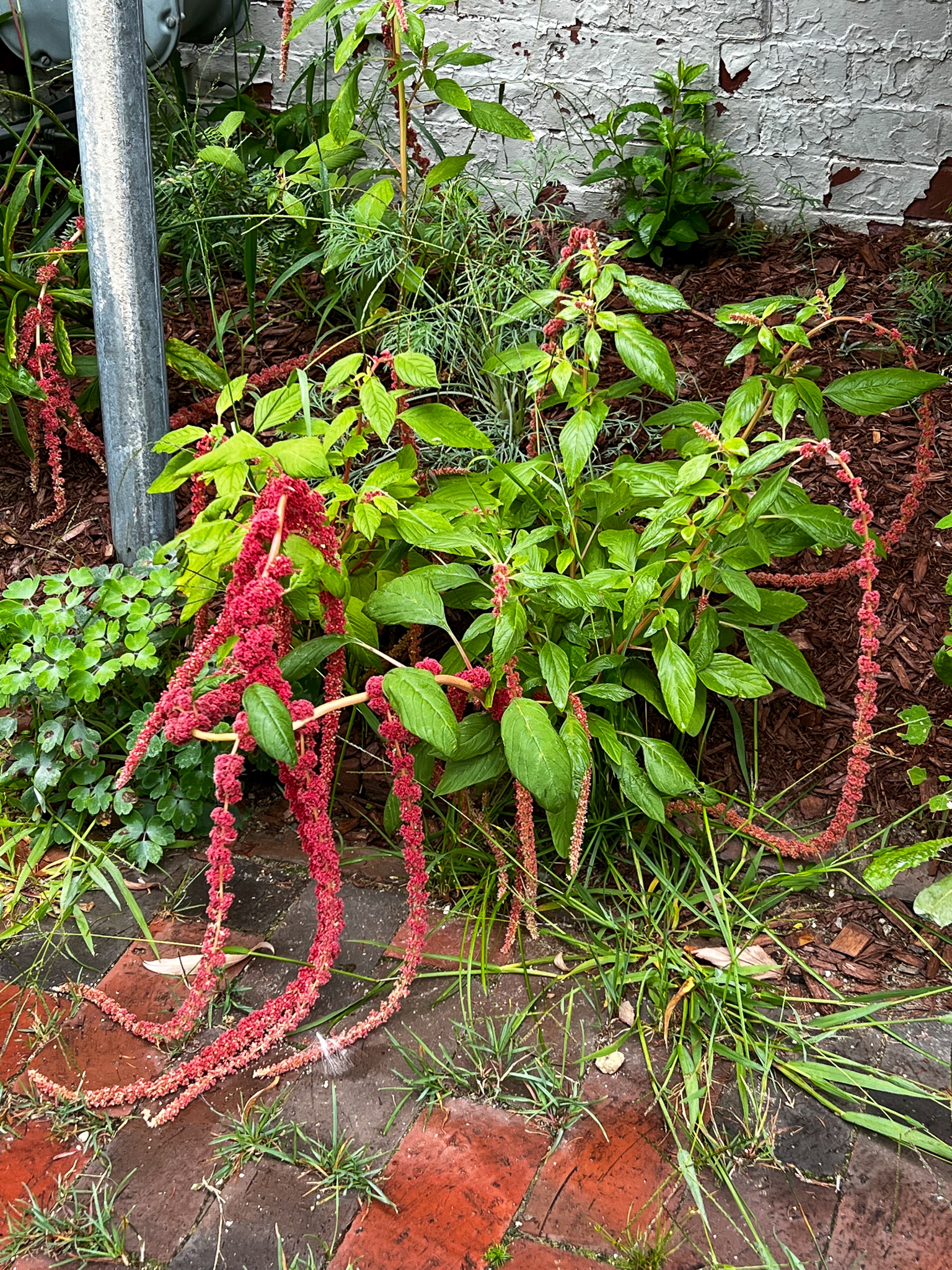 amaranth in bloom