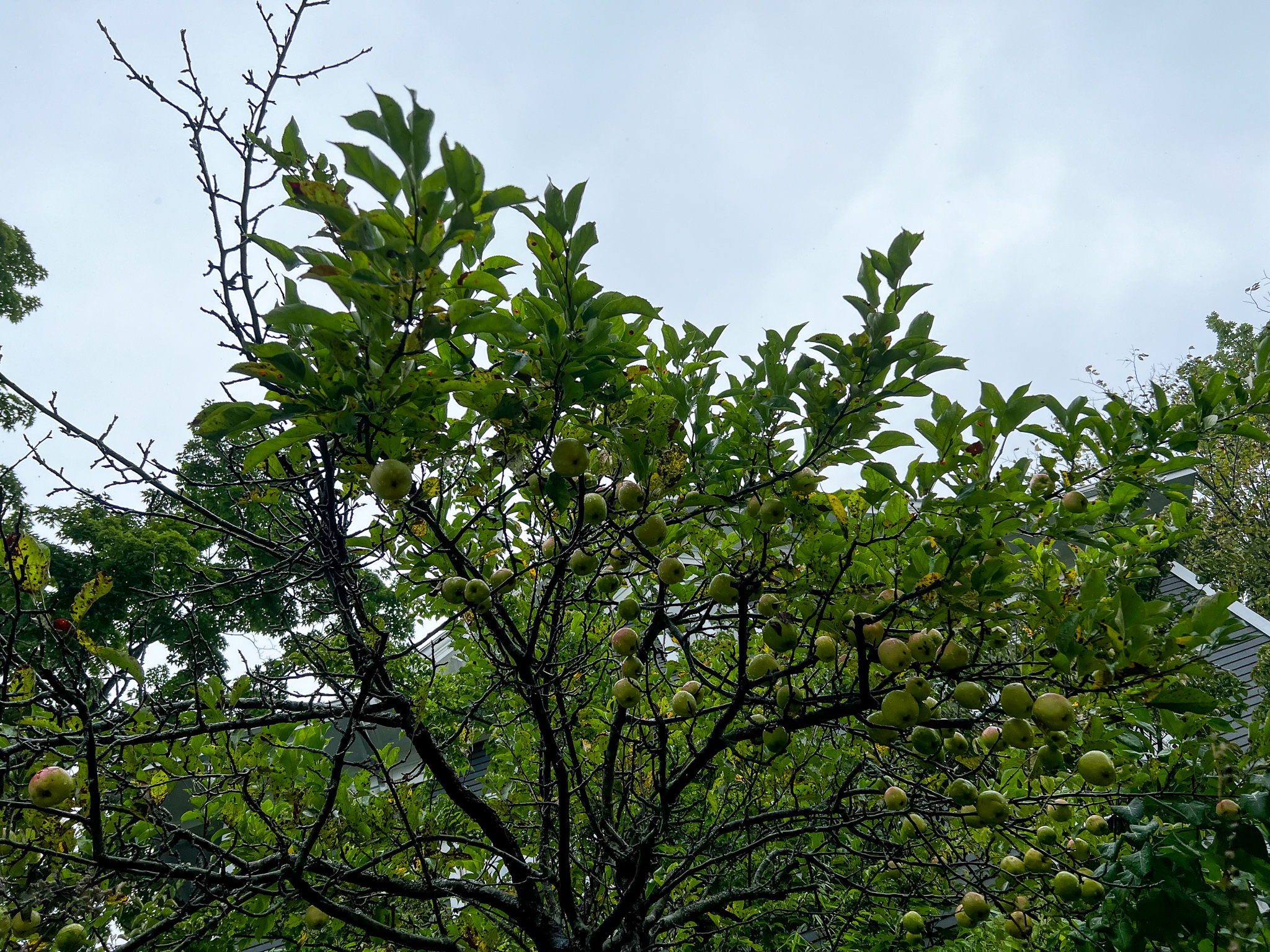 Apple Tree