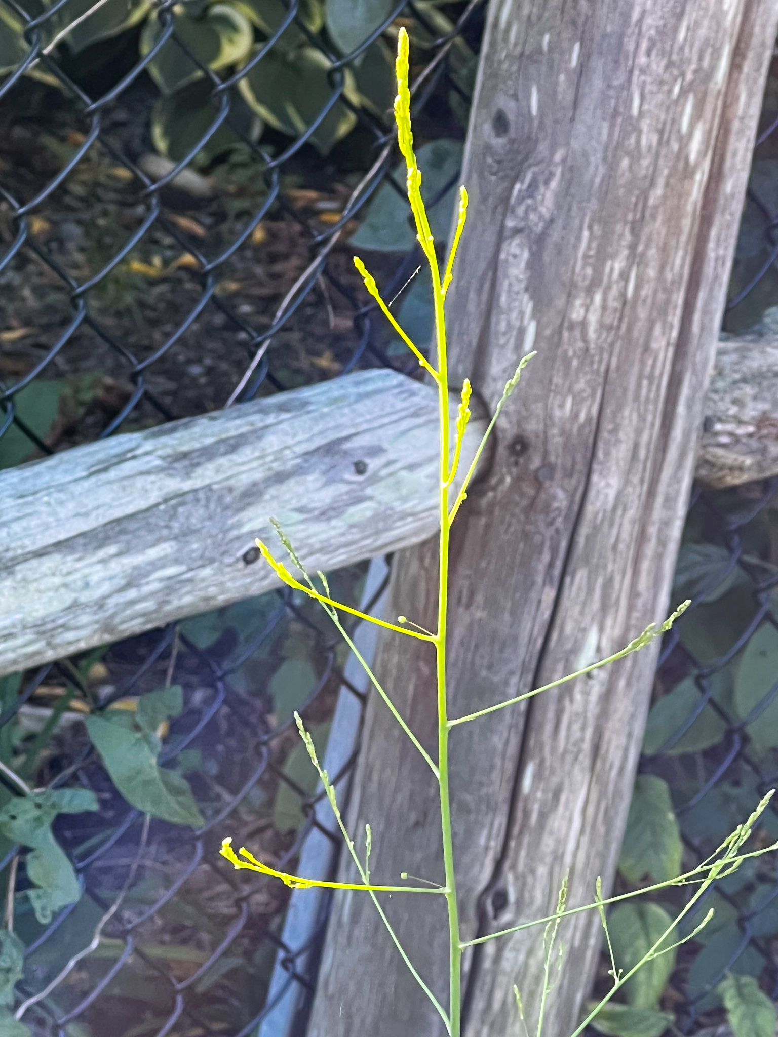 asparagus going to seed in morning light