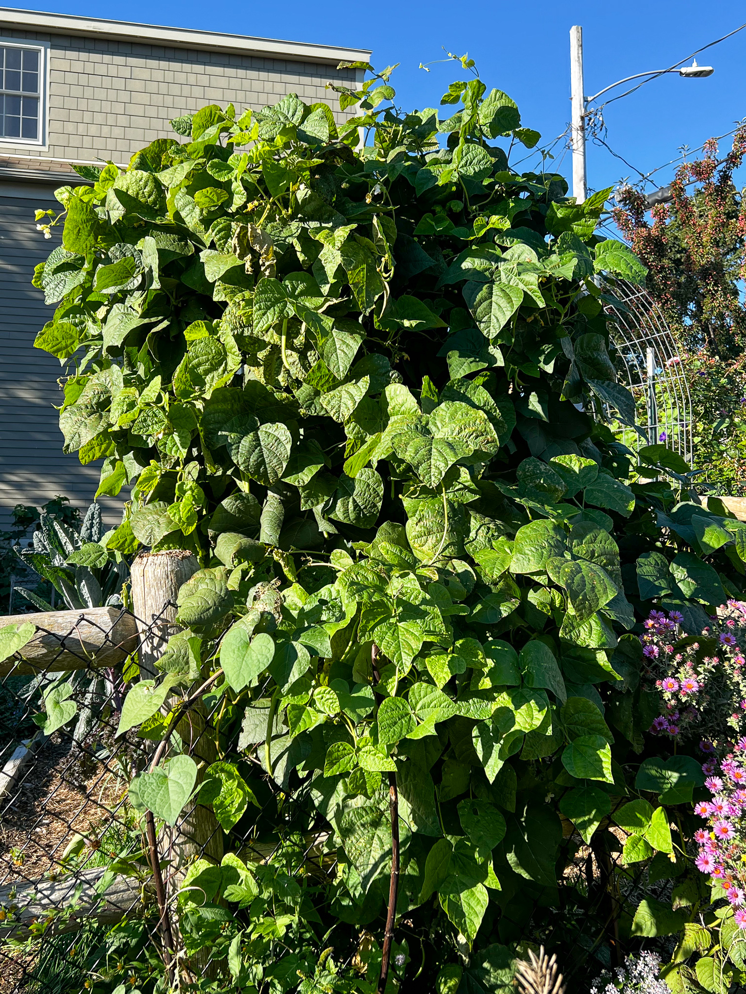 green bean pole that is 2 feet wide by 8 feet tall