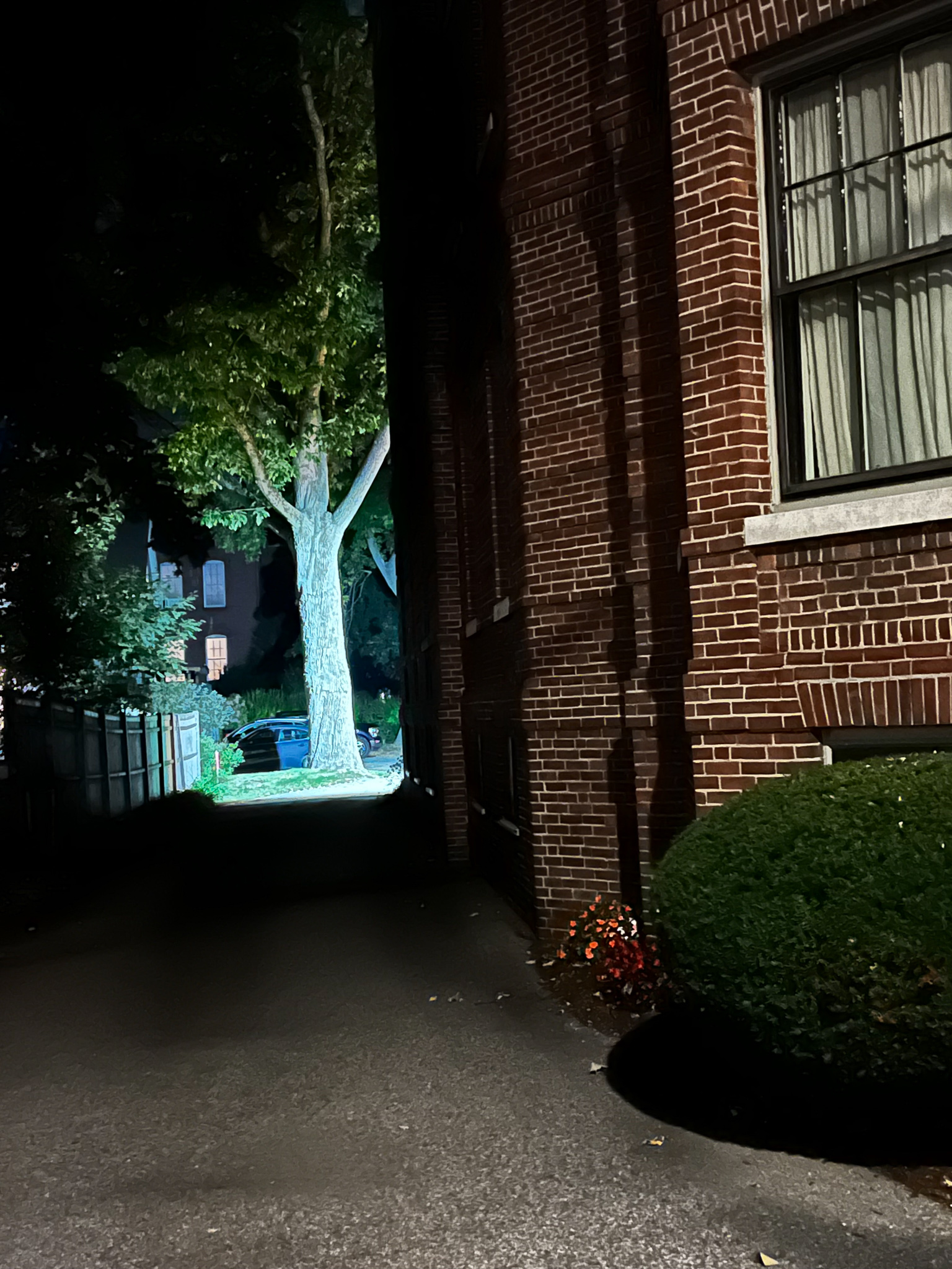 tree trunk lit up in blue light