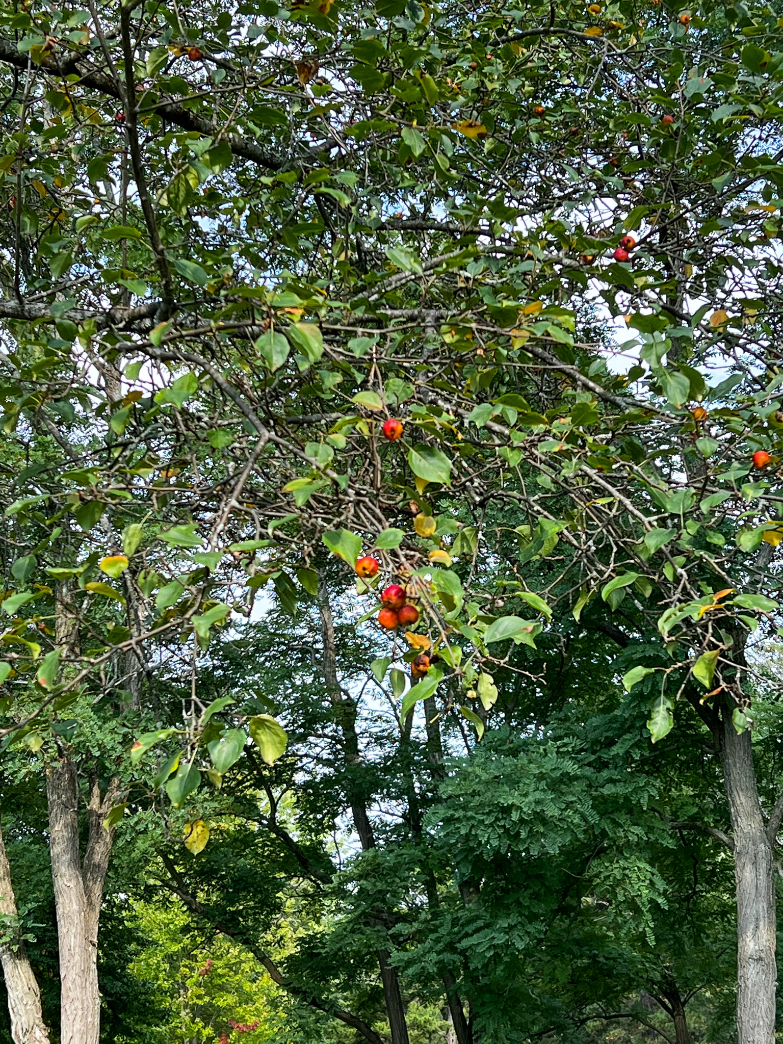 crabapples on a tree
