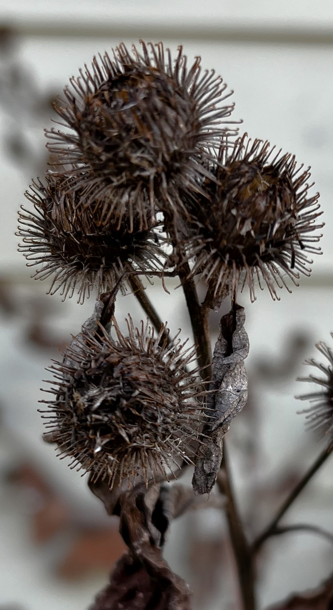 burdock burrs up close