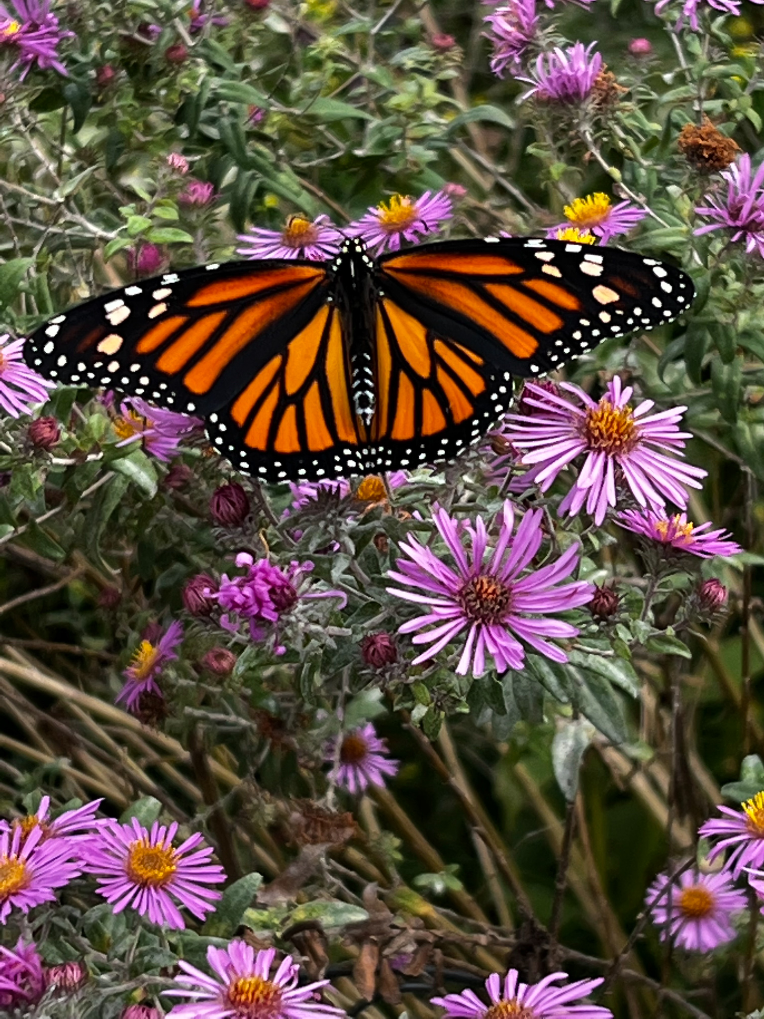 purple daisy life flowers with an orange and black butterfly on them
