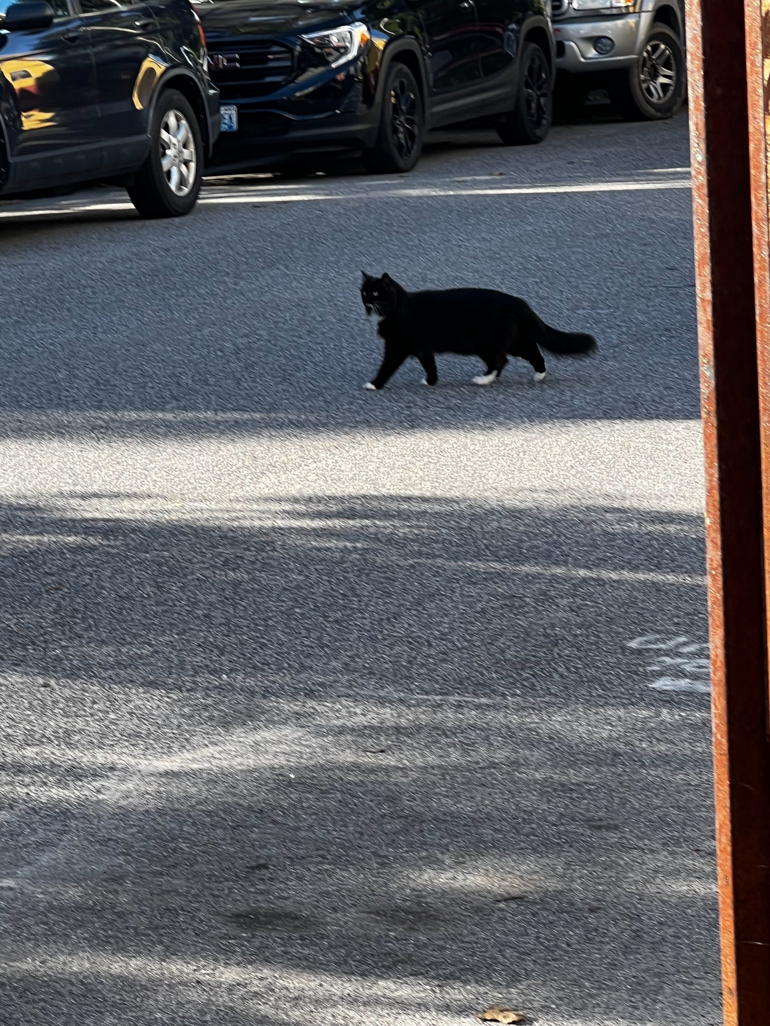 Black Fluffy cat crossing the street as if regal