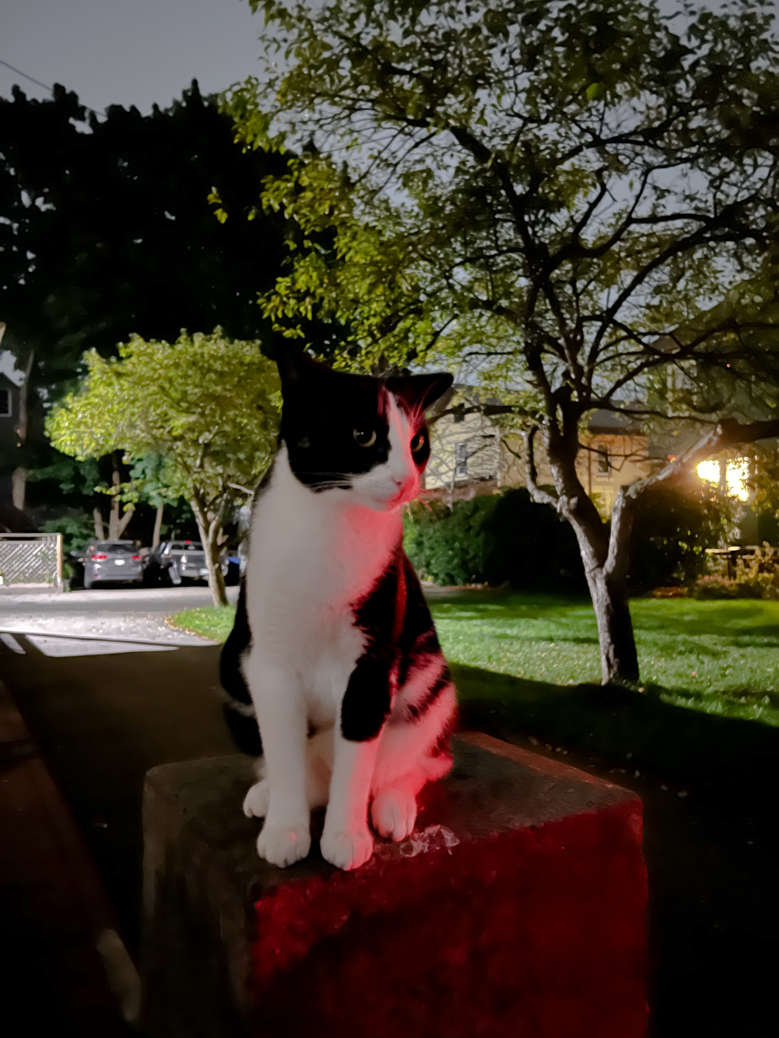 cat on a pedestal