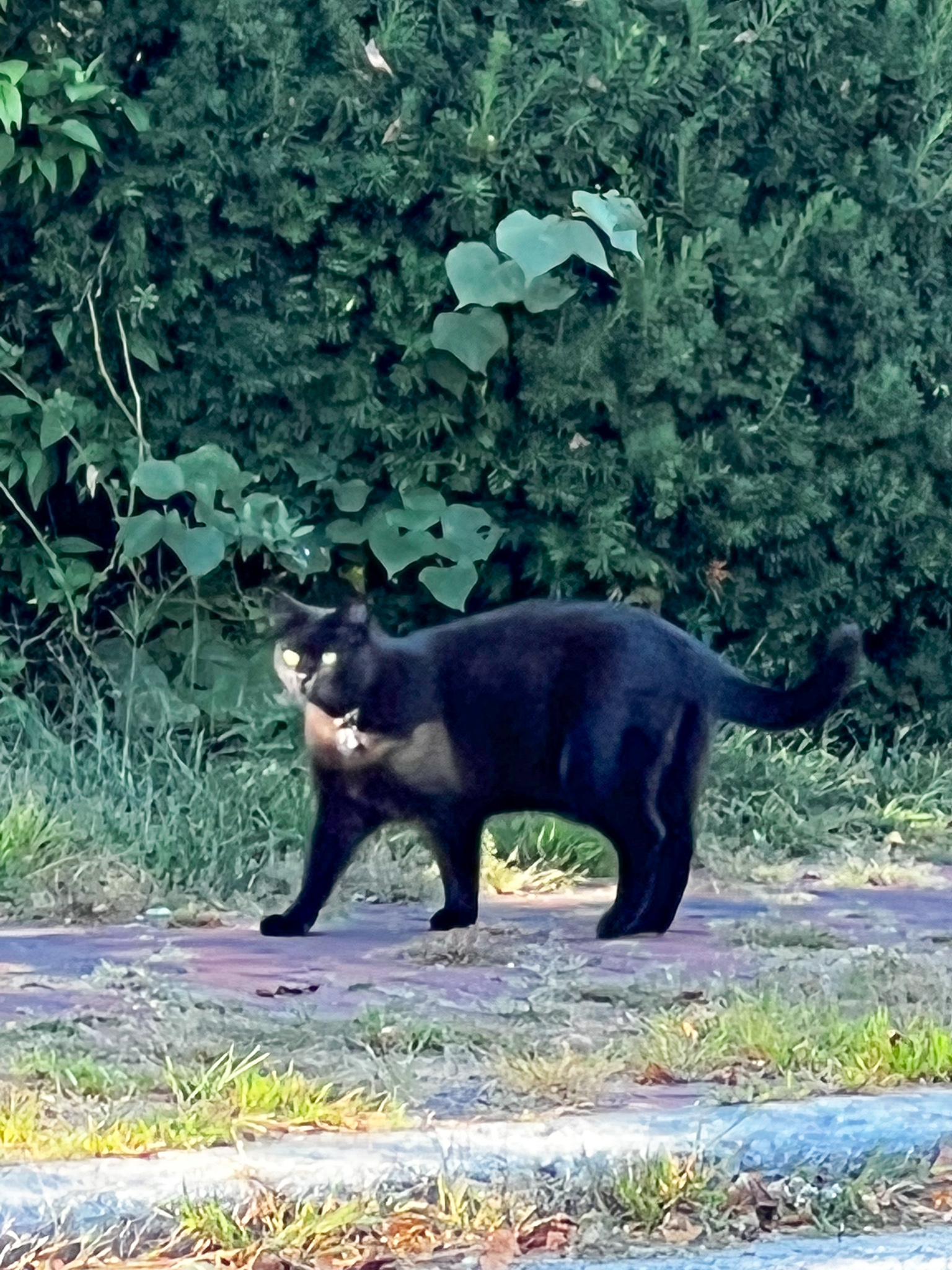 black cat with green bushes behind it