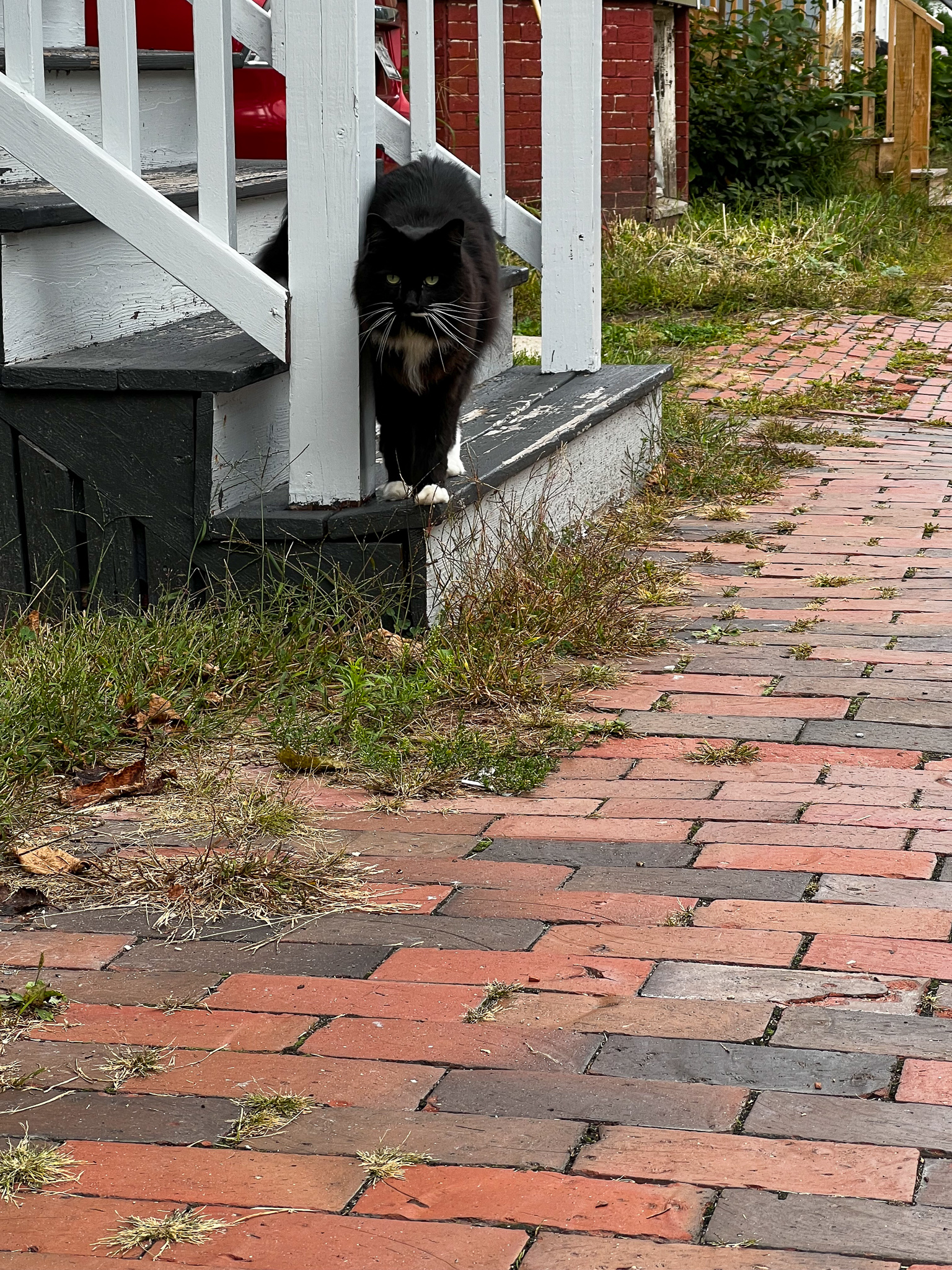 fluffy black cat with a bit on white on a stair