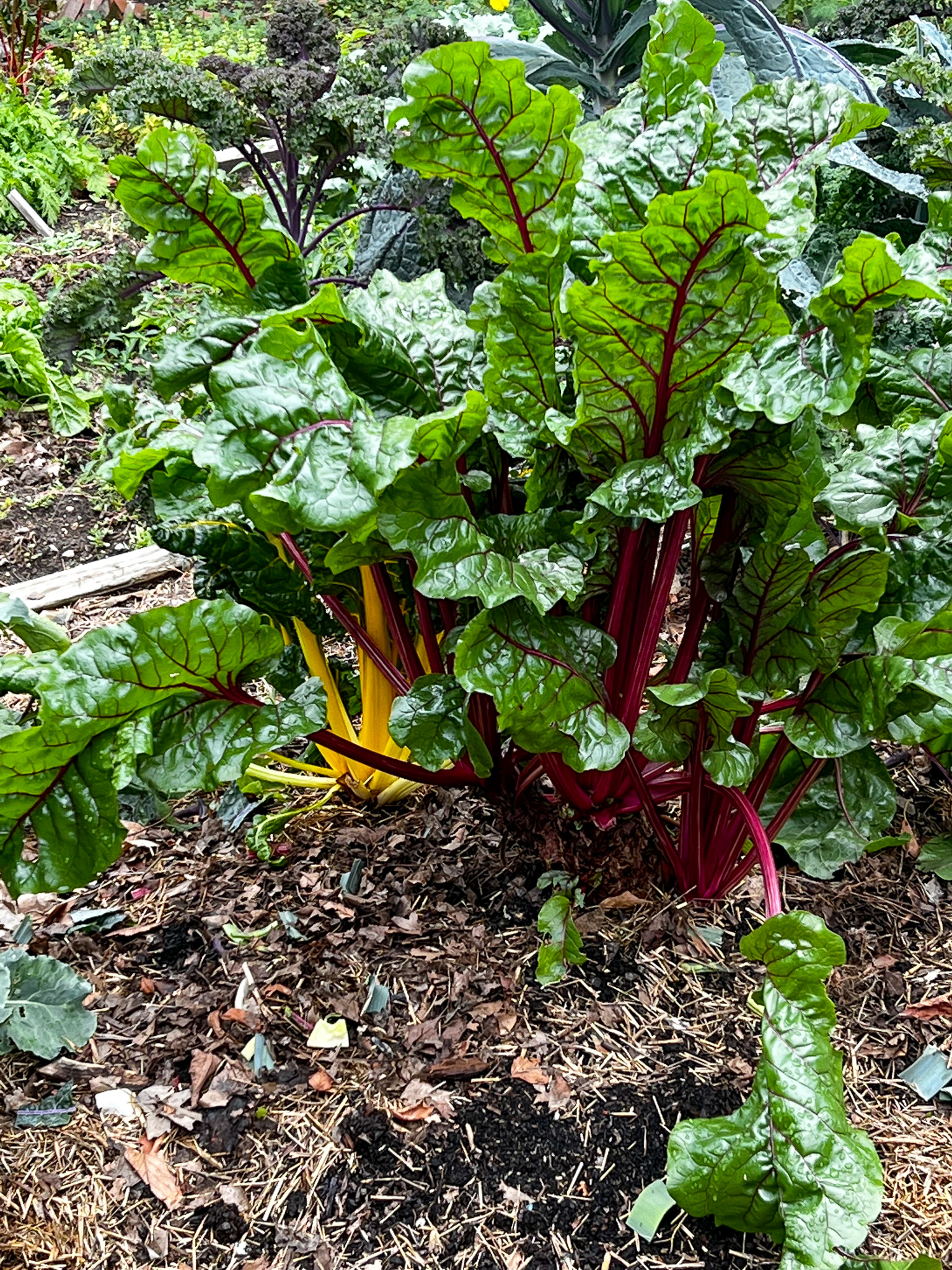 rainbow chard