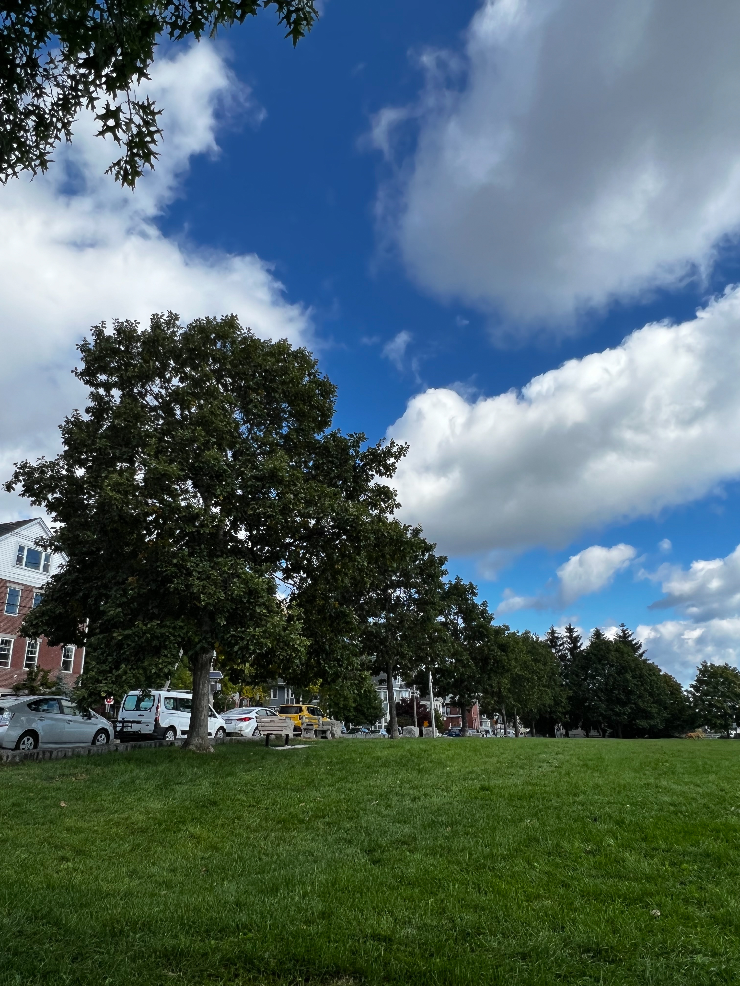big white puffy clouds in a blue sky with trees and grass in the foreground