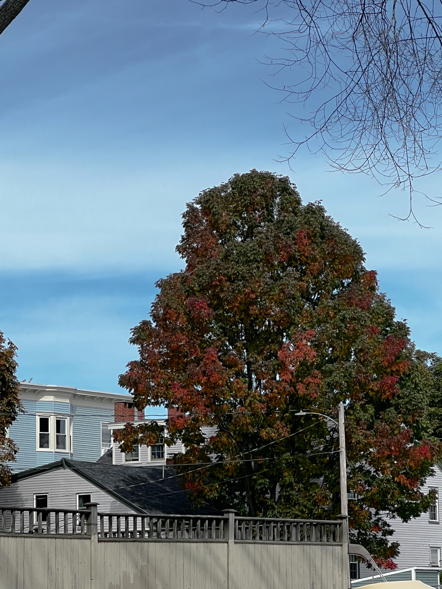large tree starting to turn red for fall