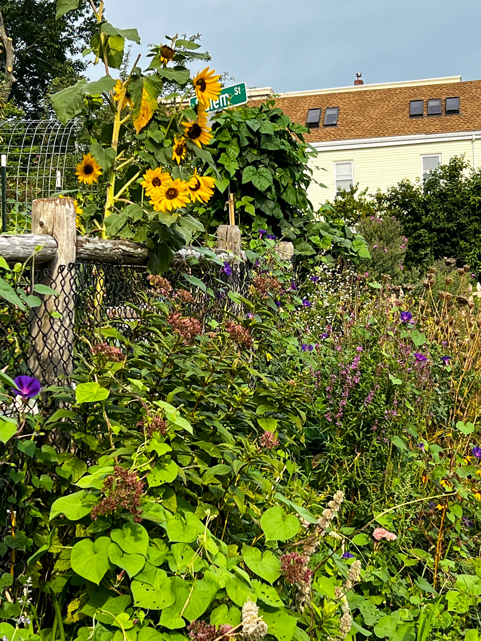 community garden abundance