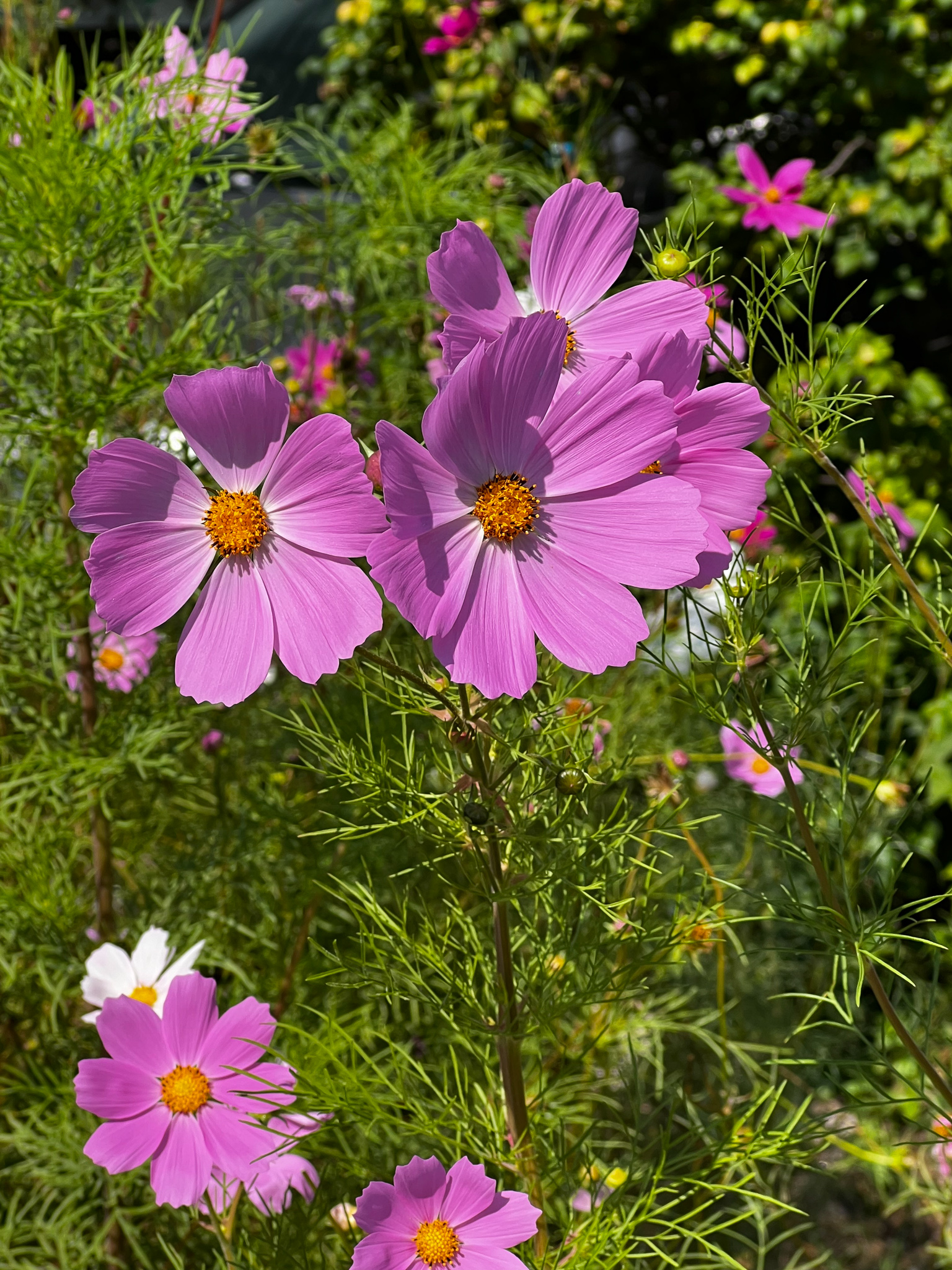 pink cosmos 