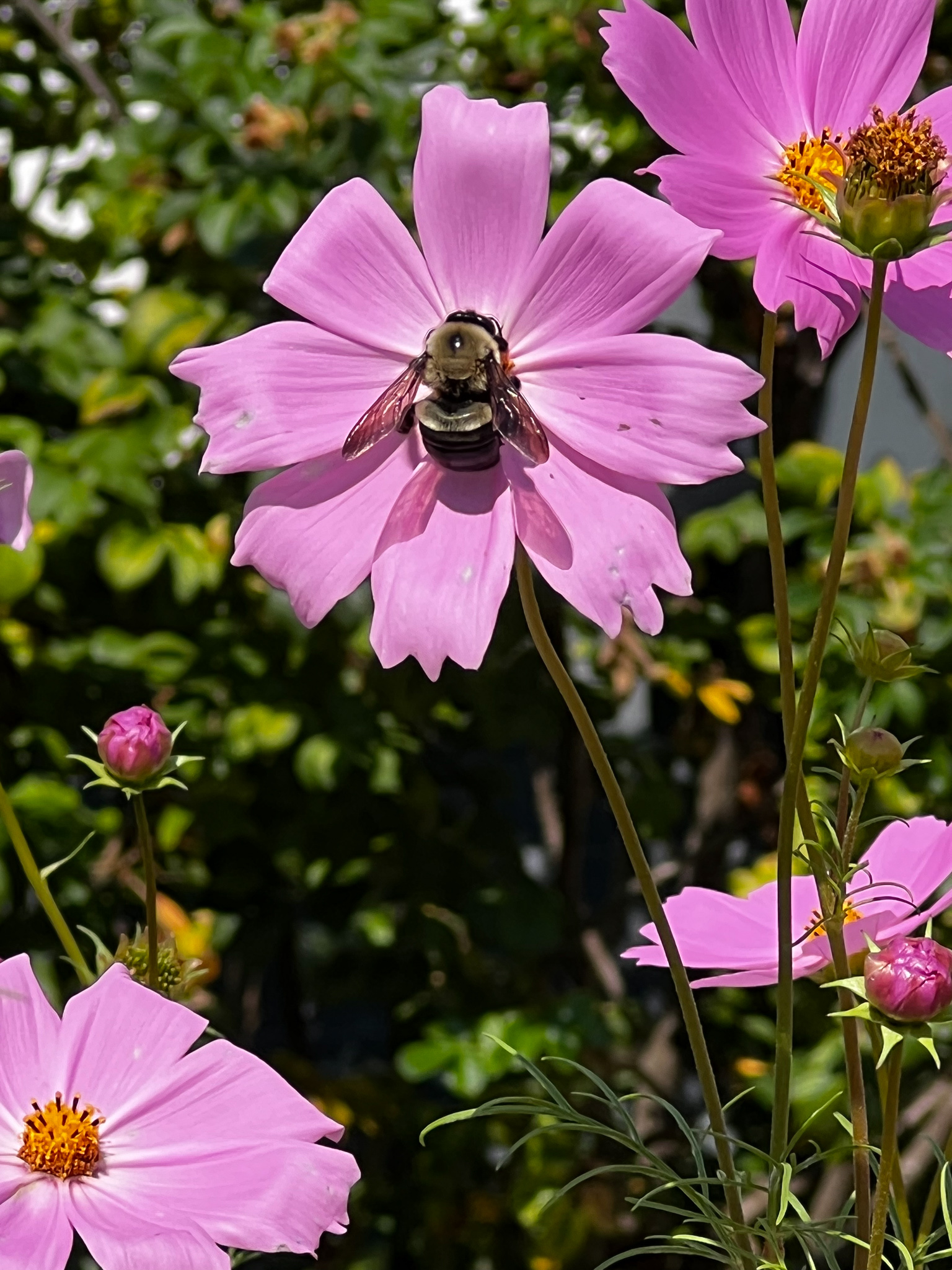 cosmo with bee