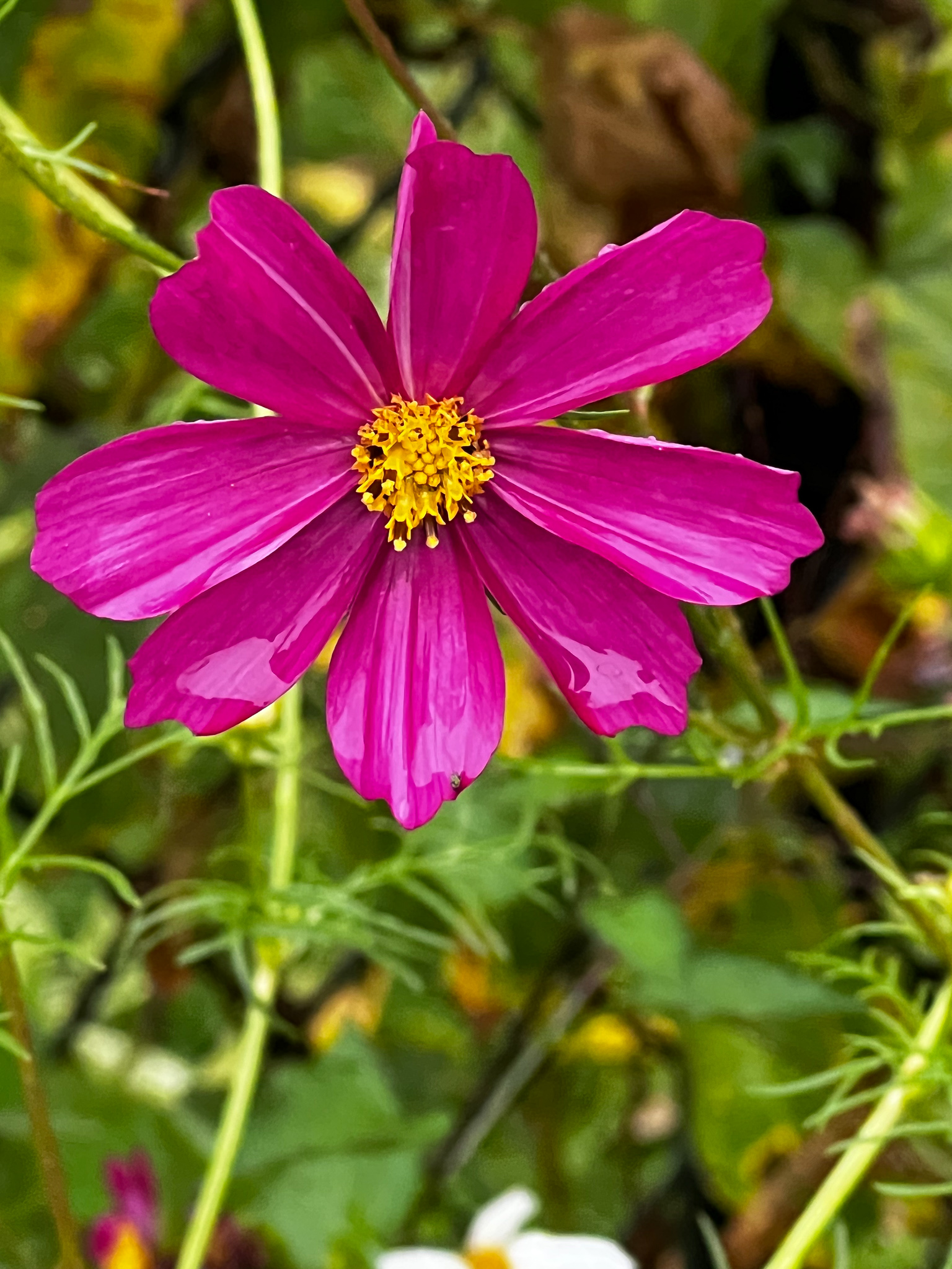 Cosmo wet bright pink