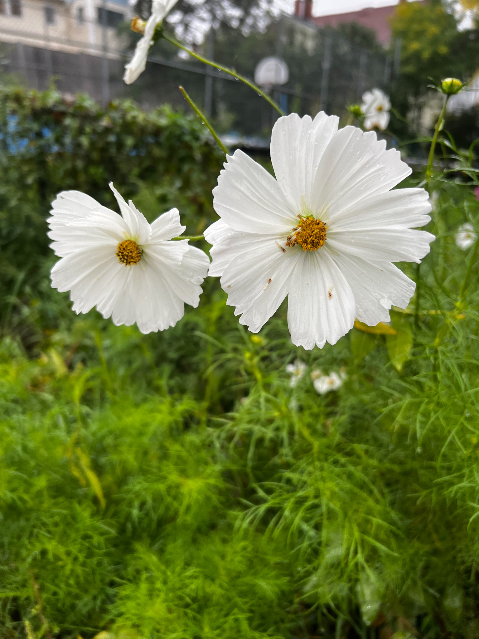 white cosmo keeping it company