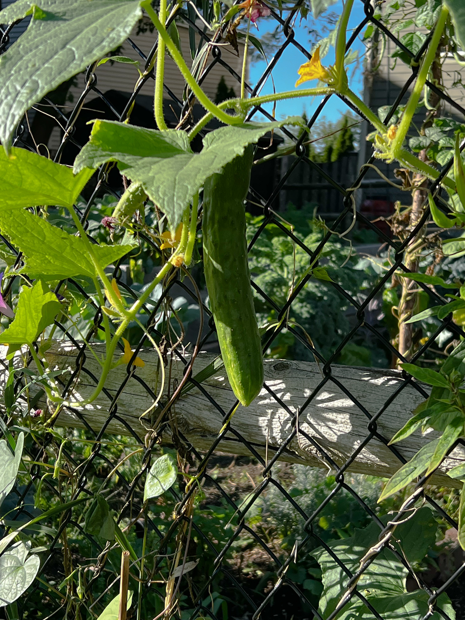 cucumber