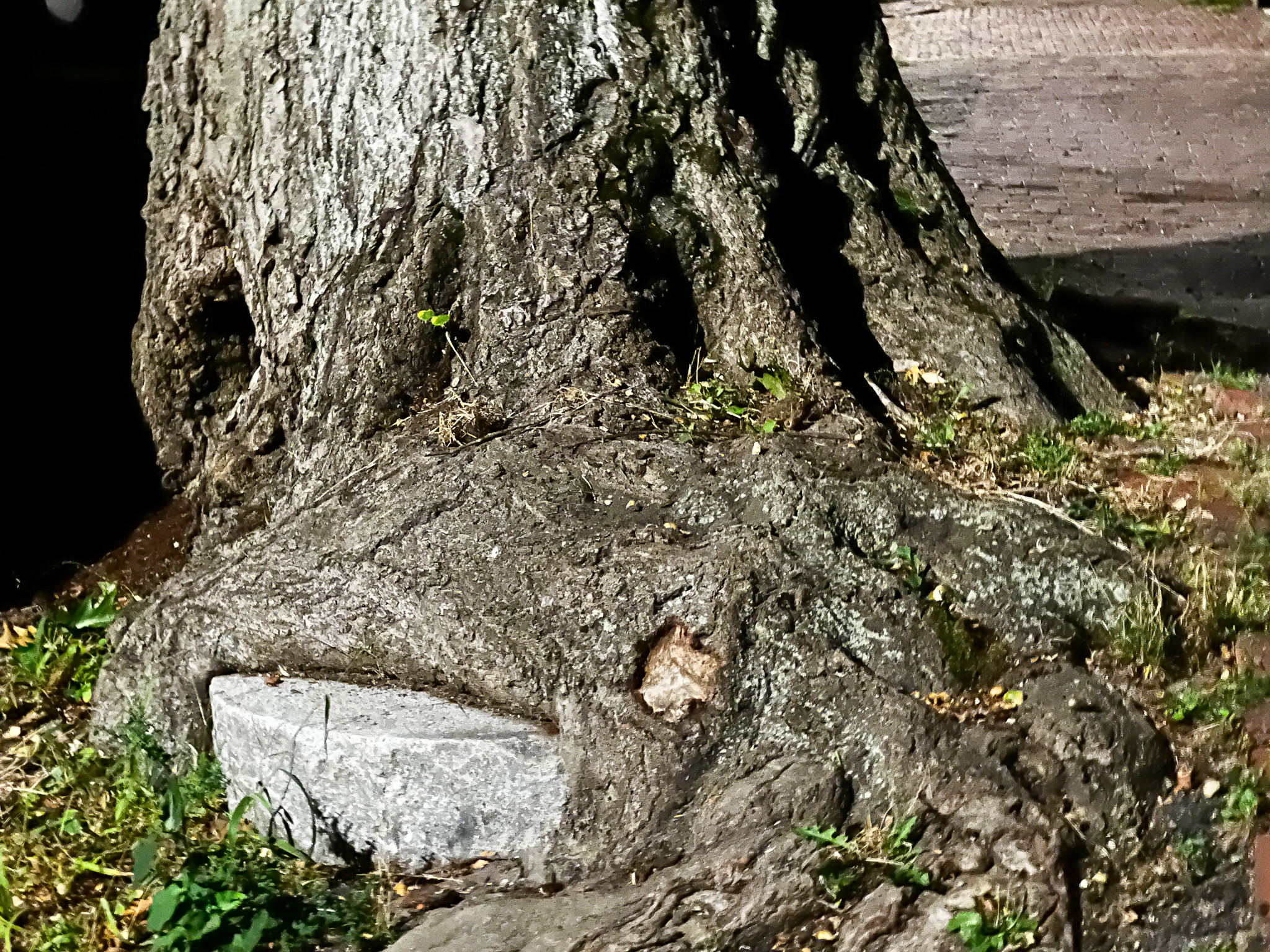 My friend the Red Oak of Spring St. has dimples