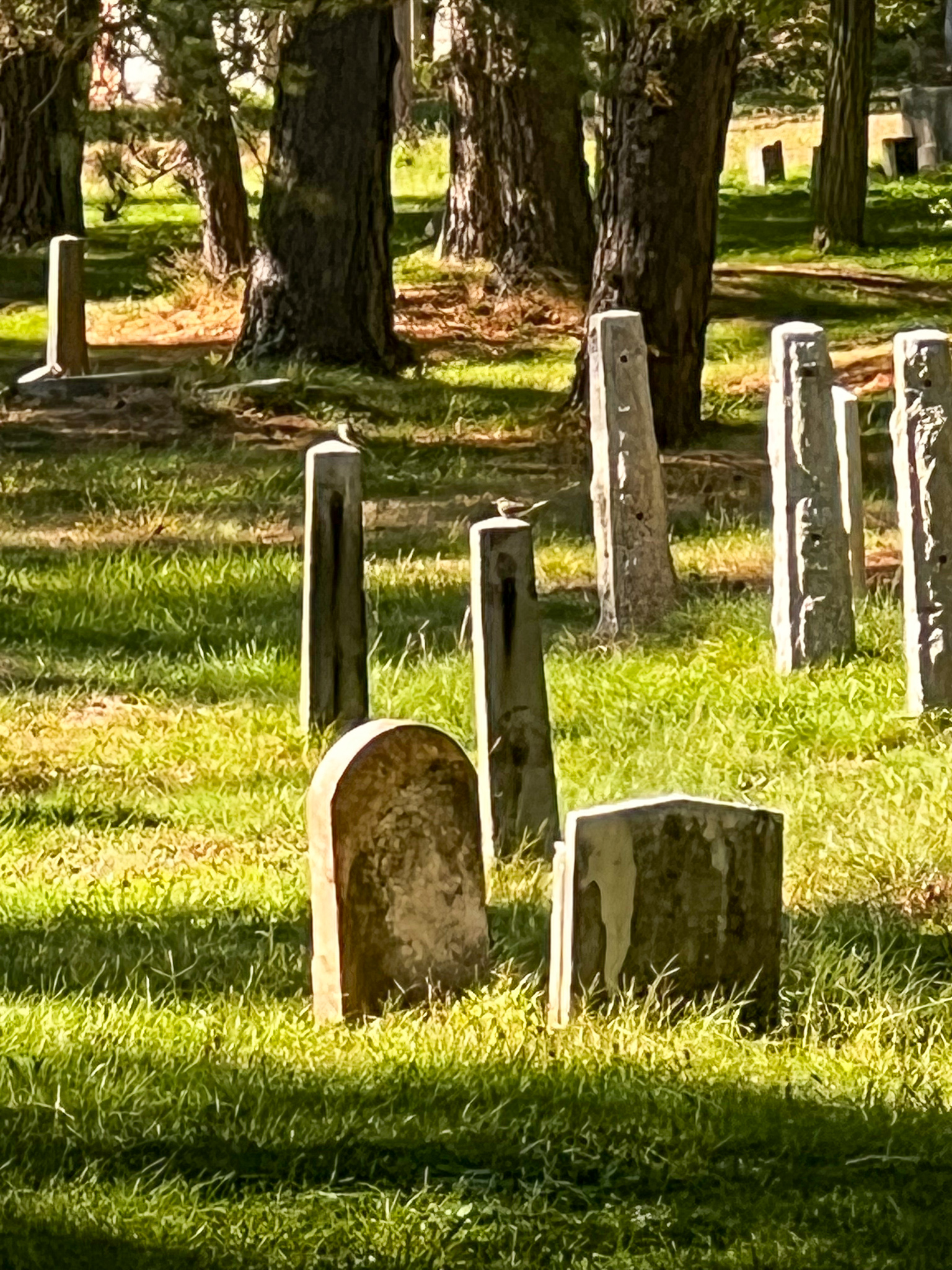 gravestones in a grassy forested area