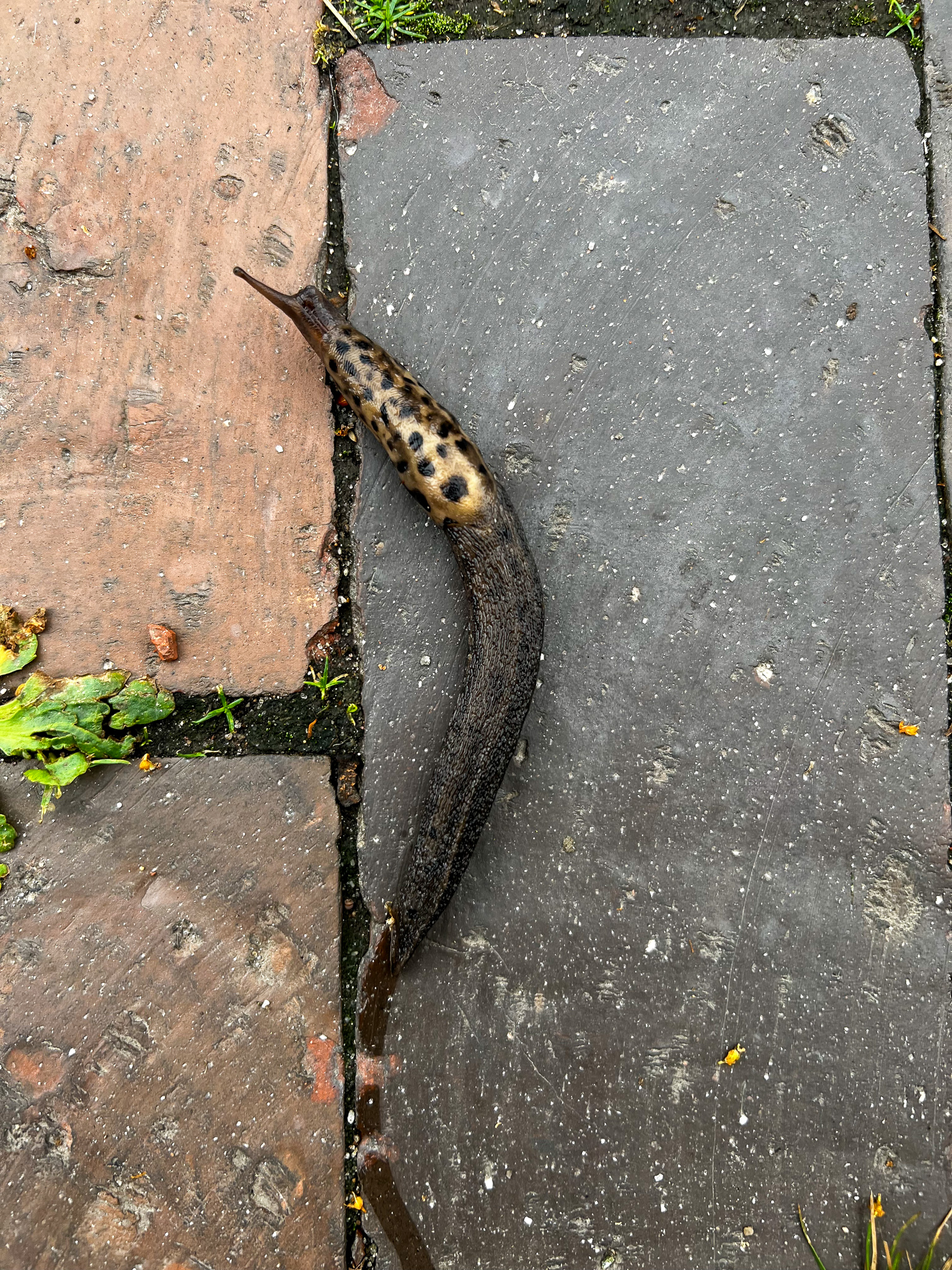 fancy slugs