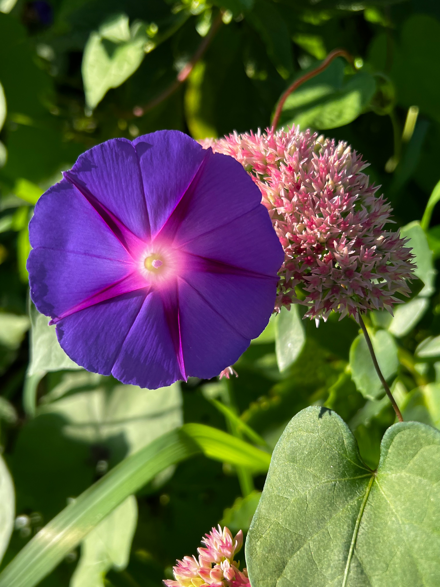purple and pink flower with green leaves