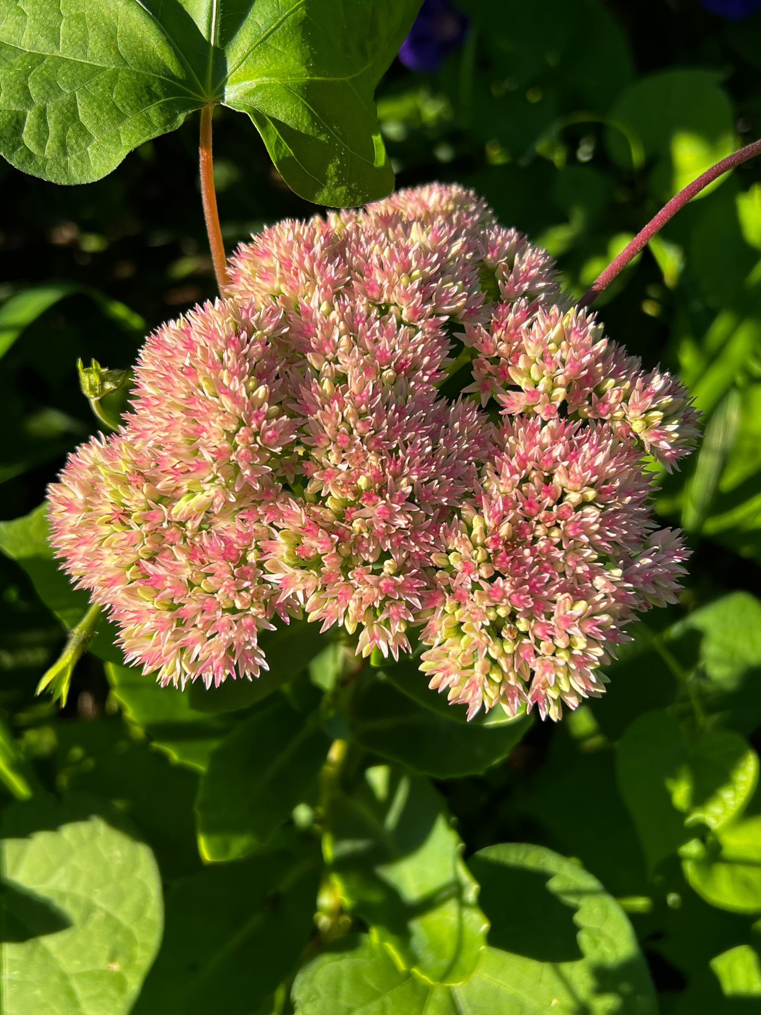 pink odd flower