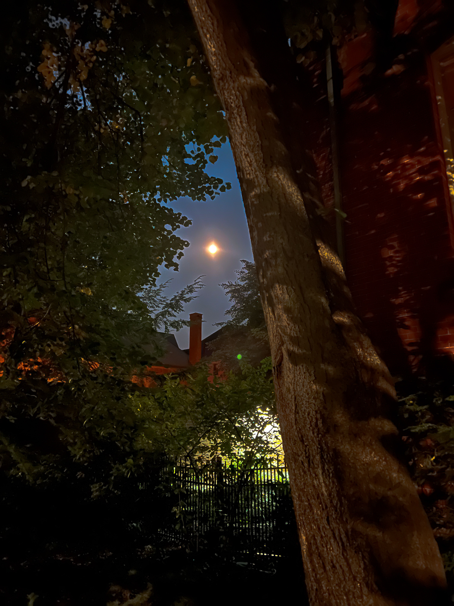 full moon through a window in the trees