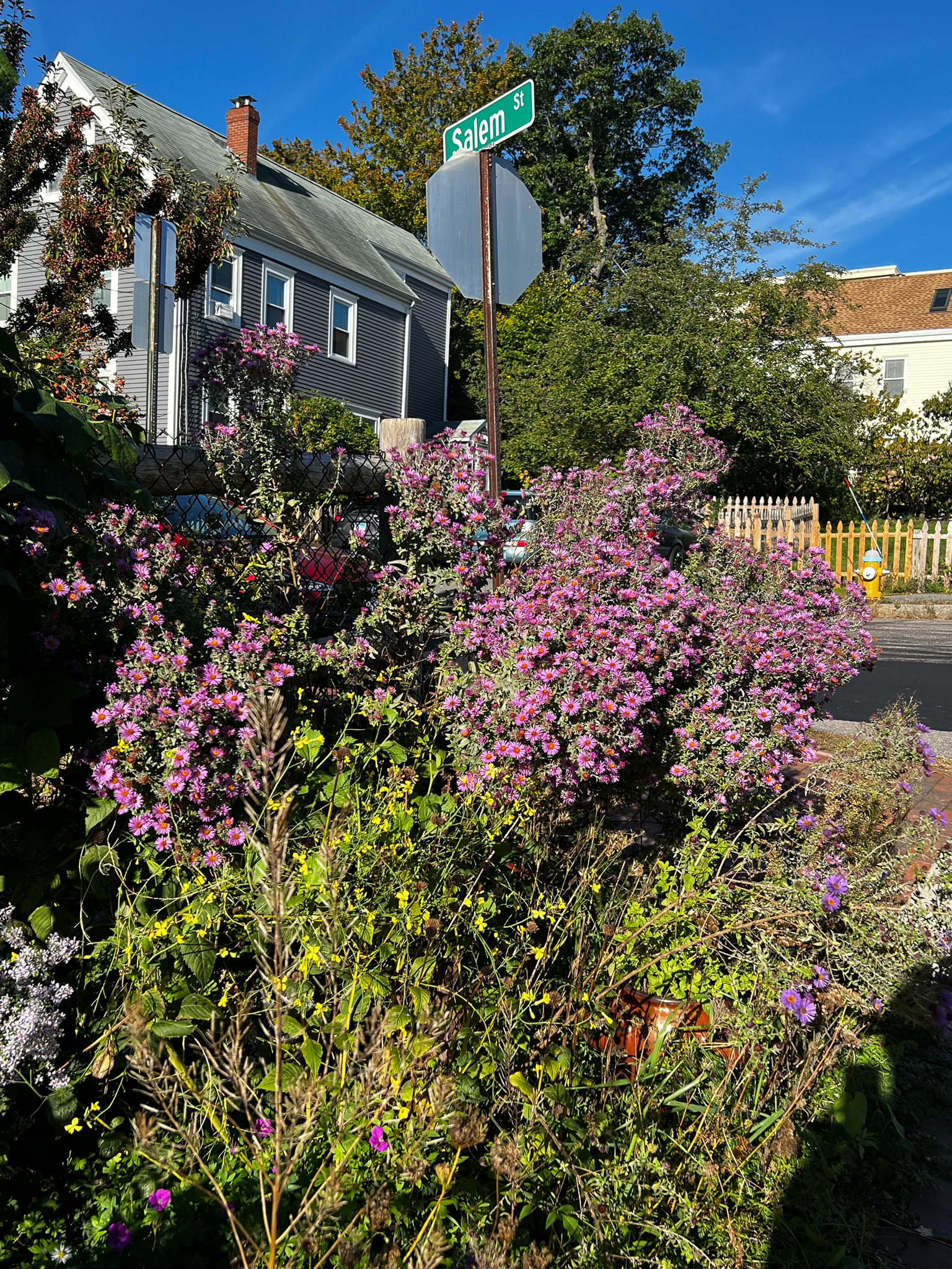 Clark st. community garden with the corner abloom in tall New England Asters with a street sign that says Salem and a gray single family dwelling house behind