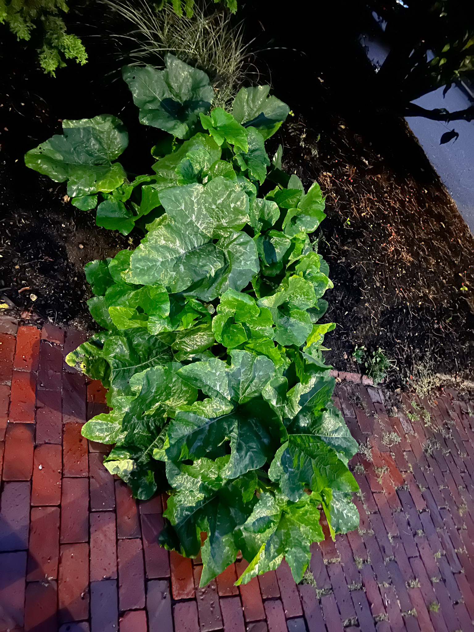 enormous squash plant reaching out to the street