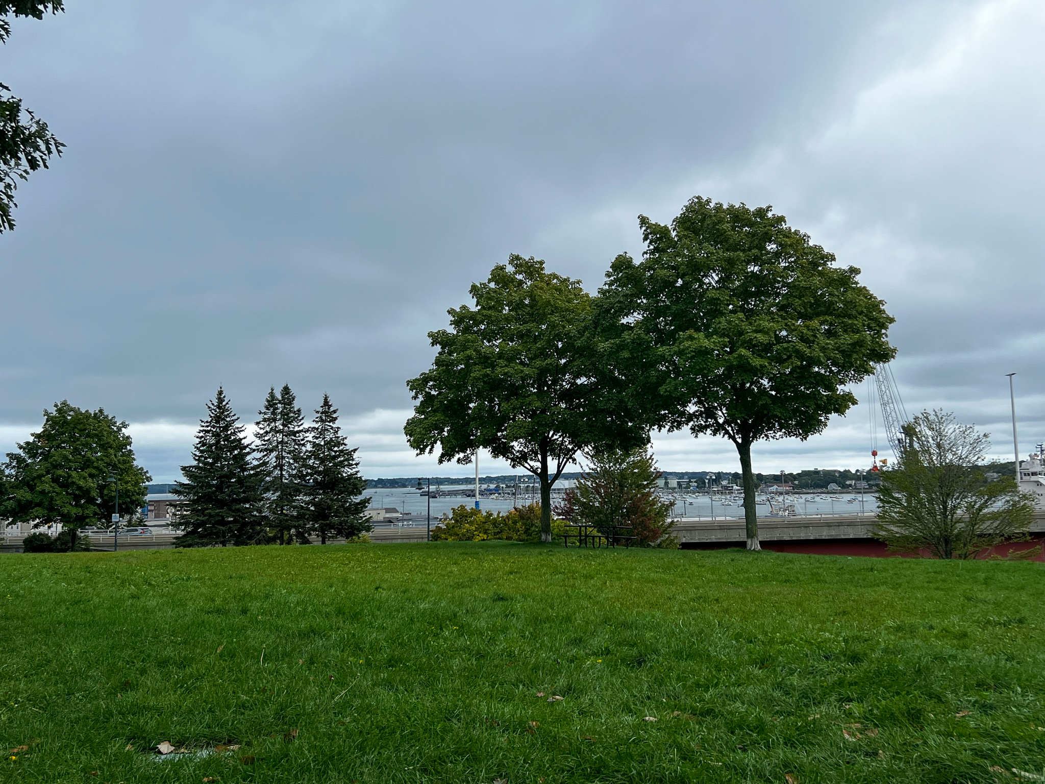 gray clouds over a park with trees