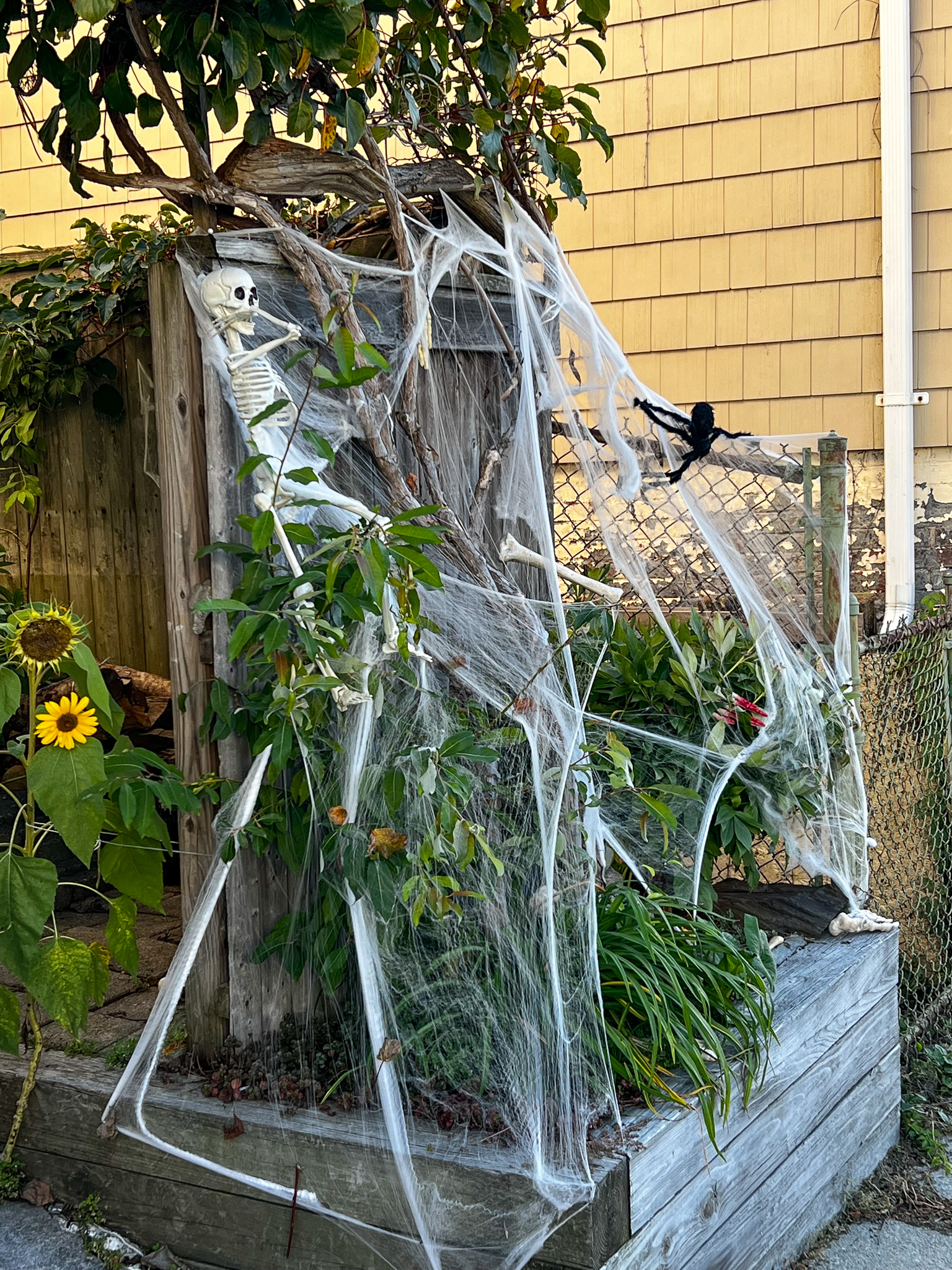 Cobwebs and halloween decorations cover a bush