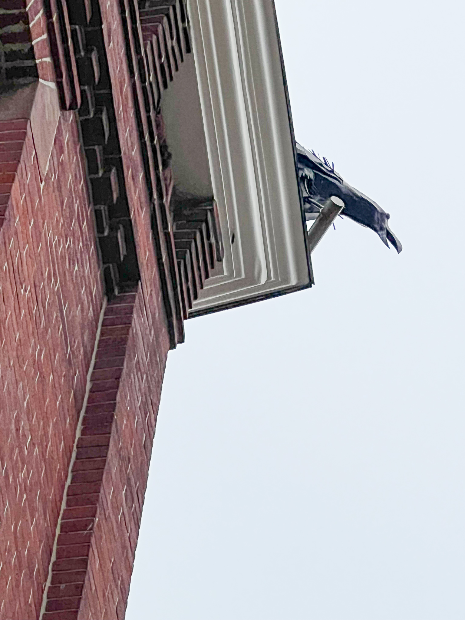 herring gull scupture at the top of the roof in downtown portland maine