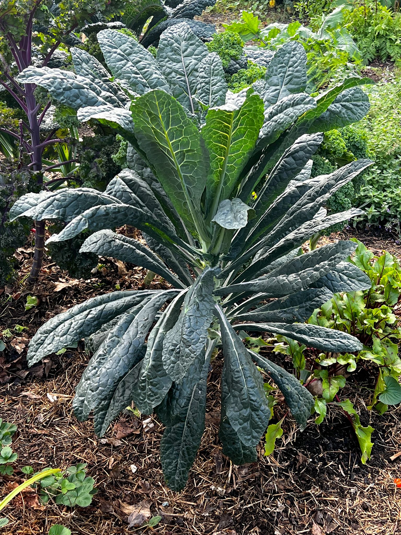 kale large plant