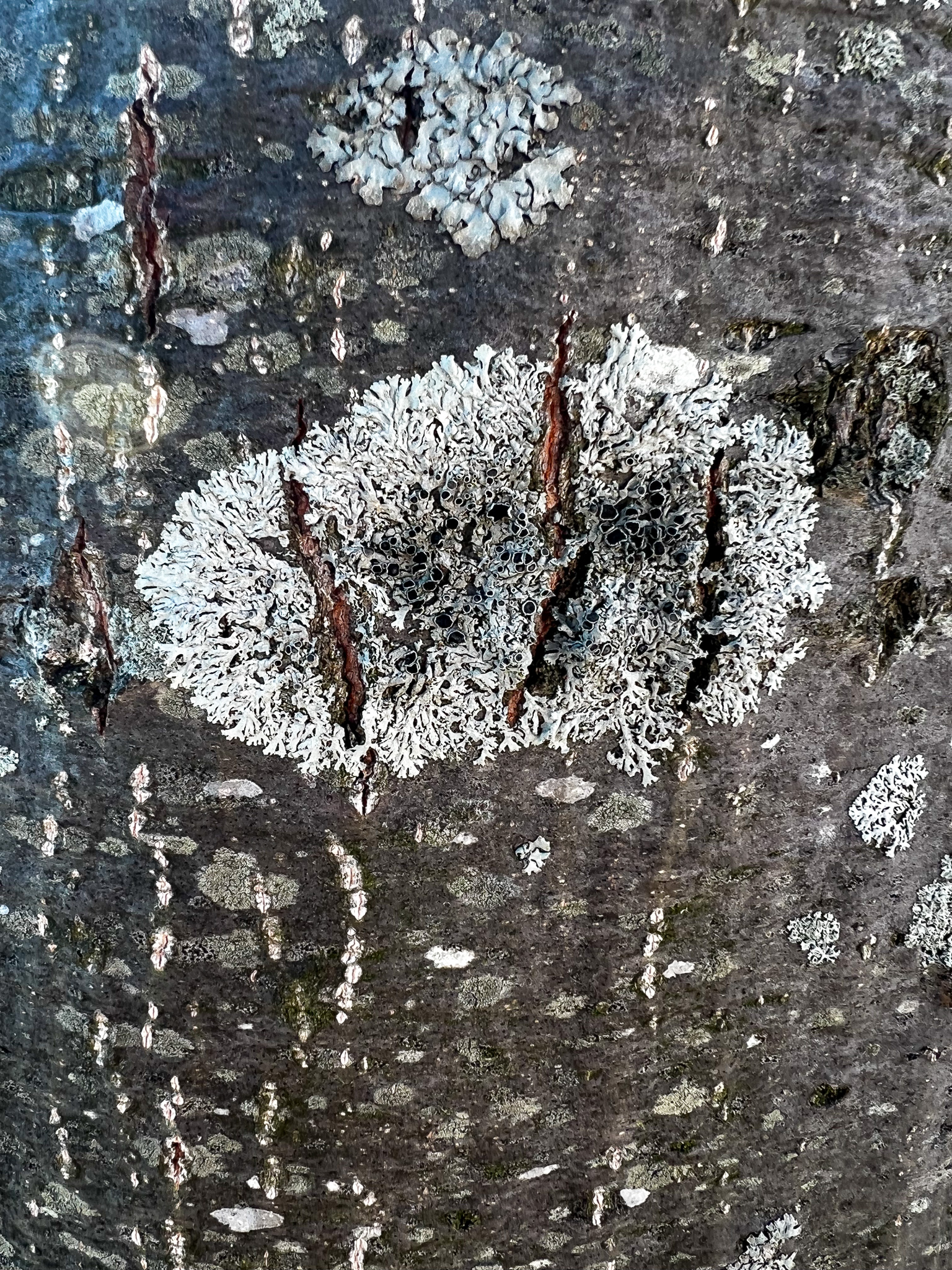 lichen on a tree