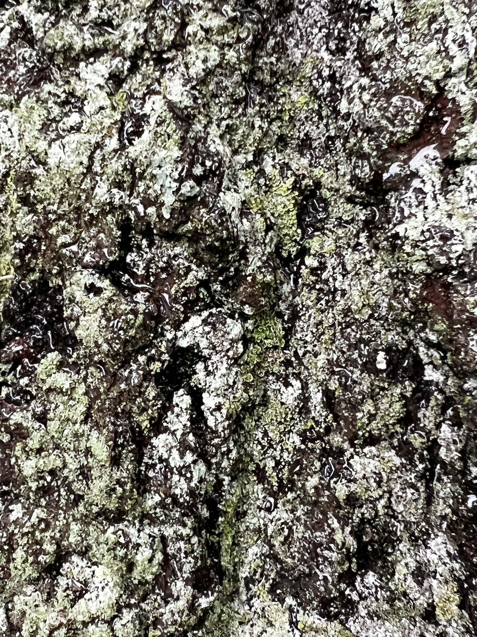 lichens and mosses growing on my friend the Red Oak