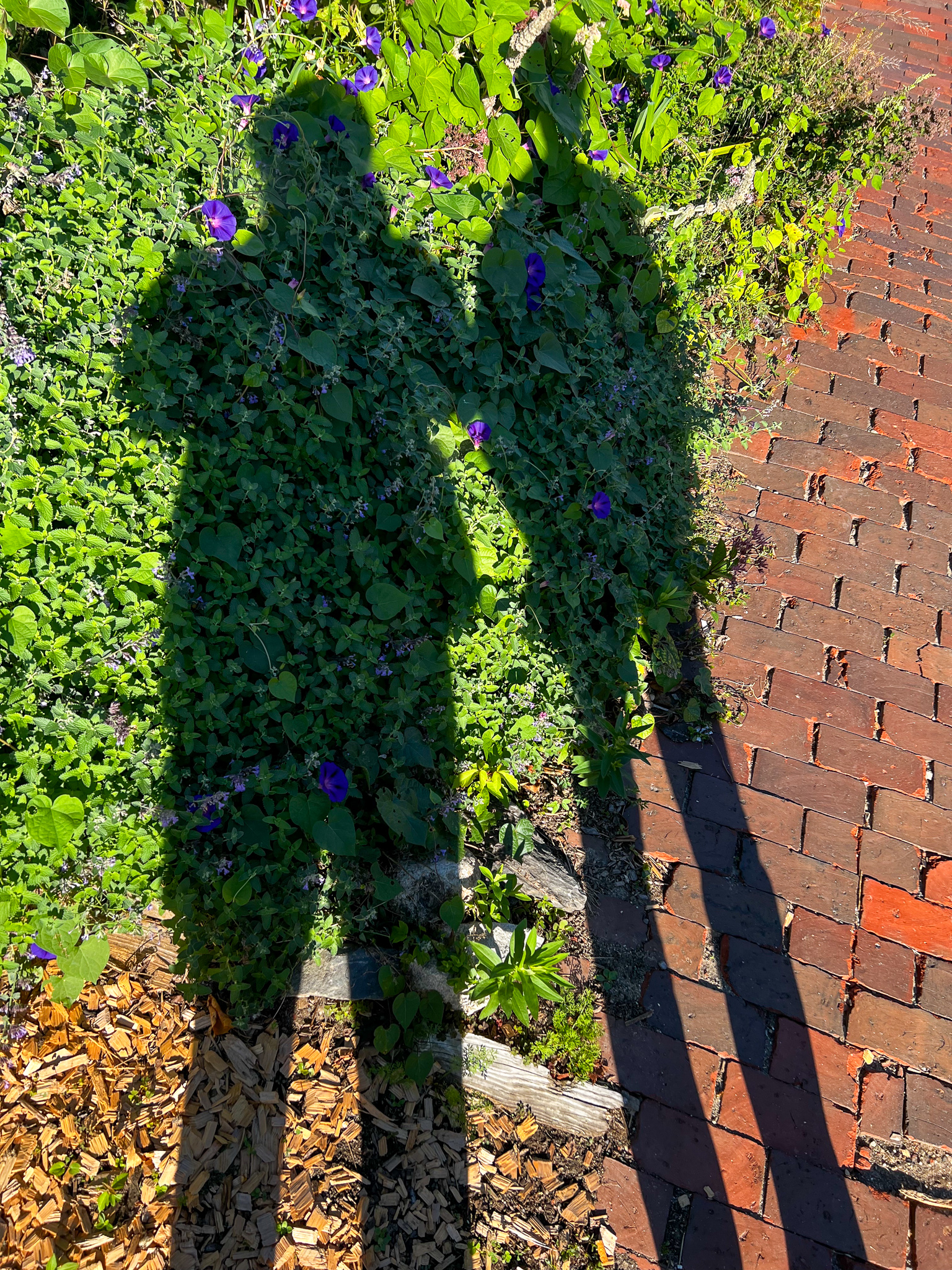 long shadows