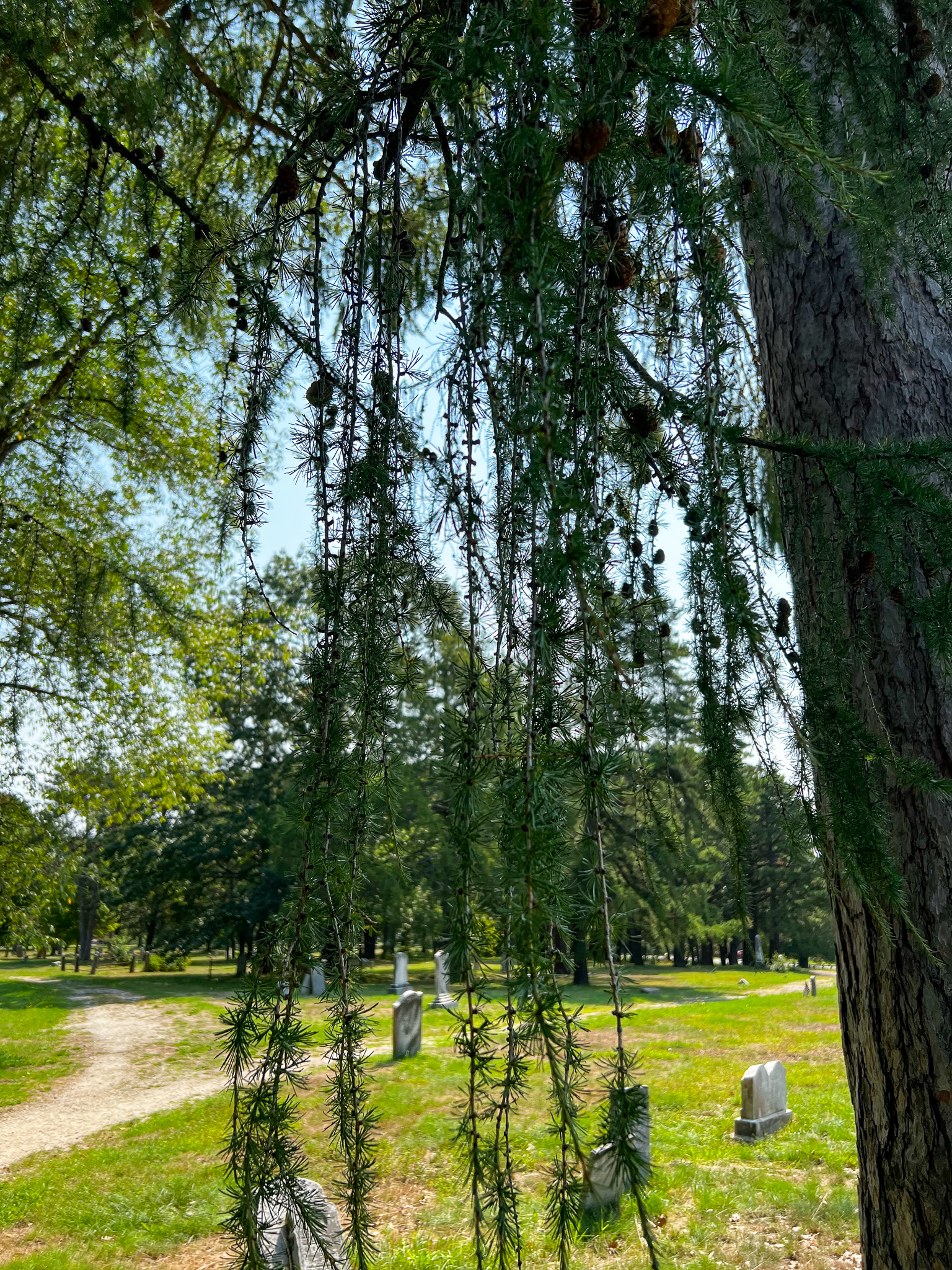 larch curtain