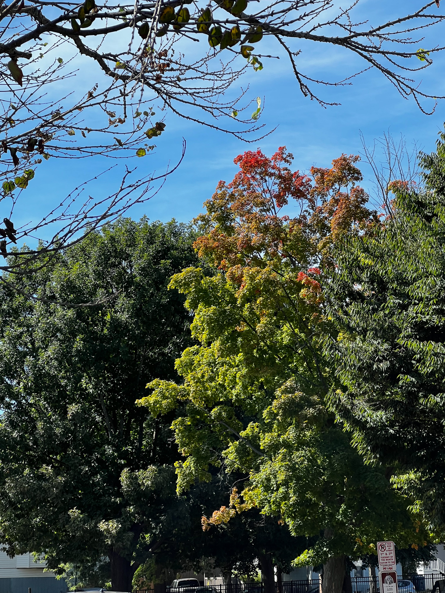 red color leaves just turning