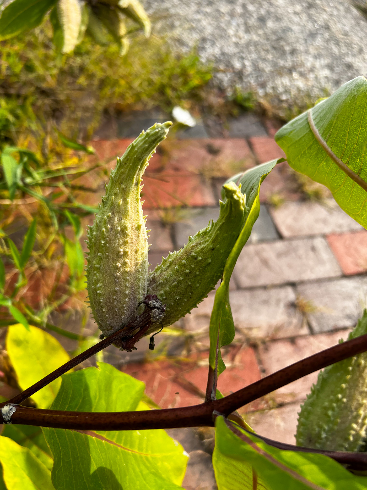 milkweed pods