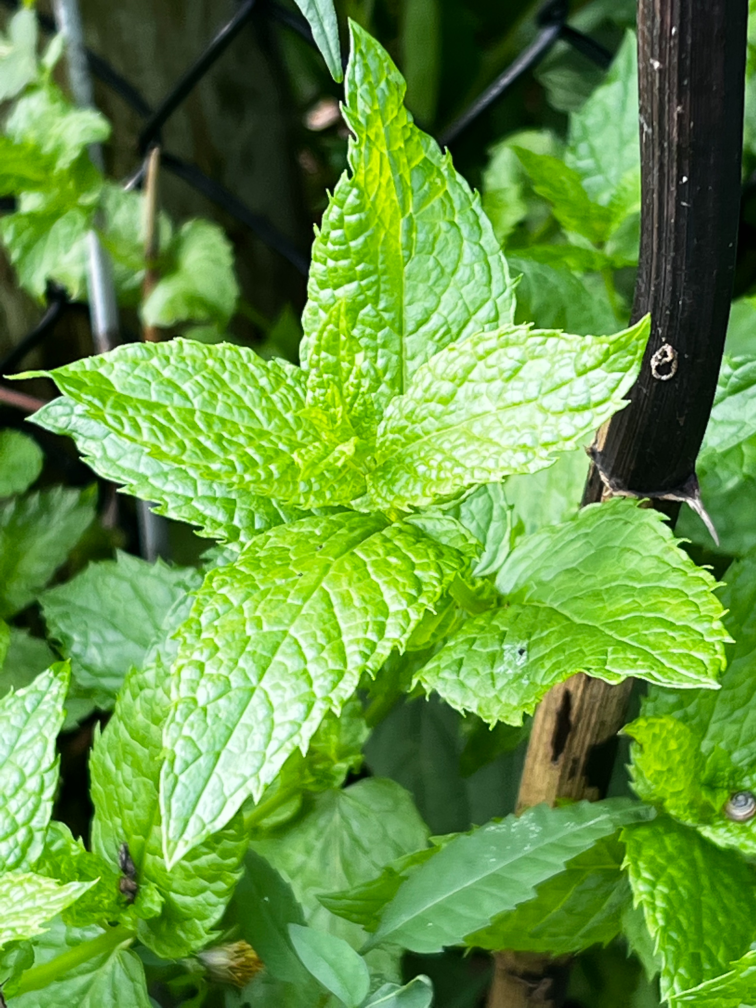 mint plant
