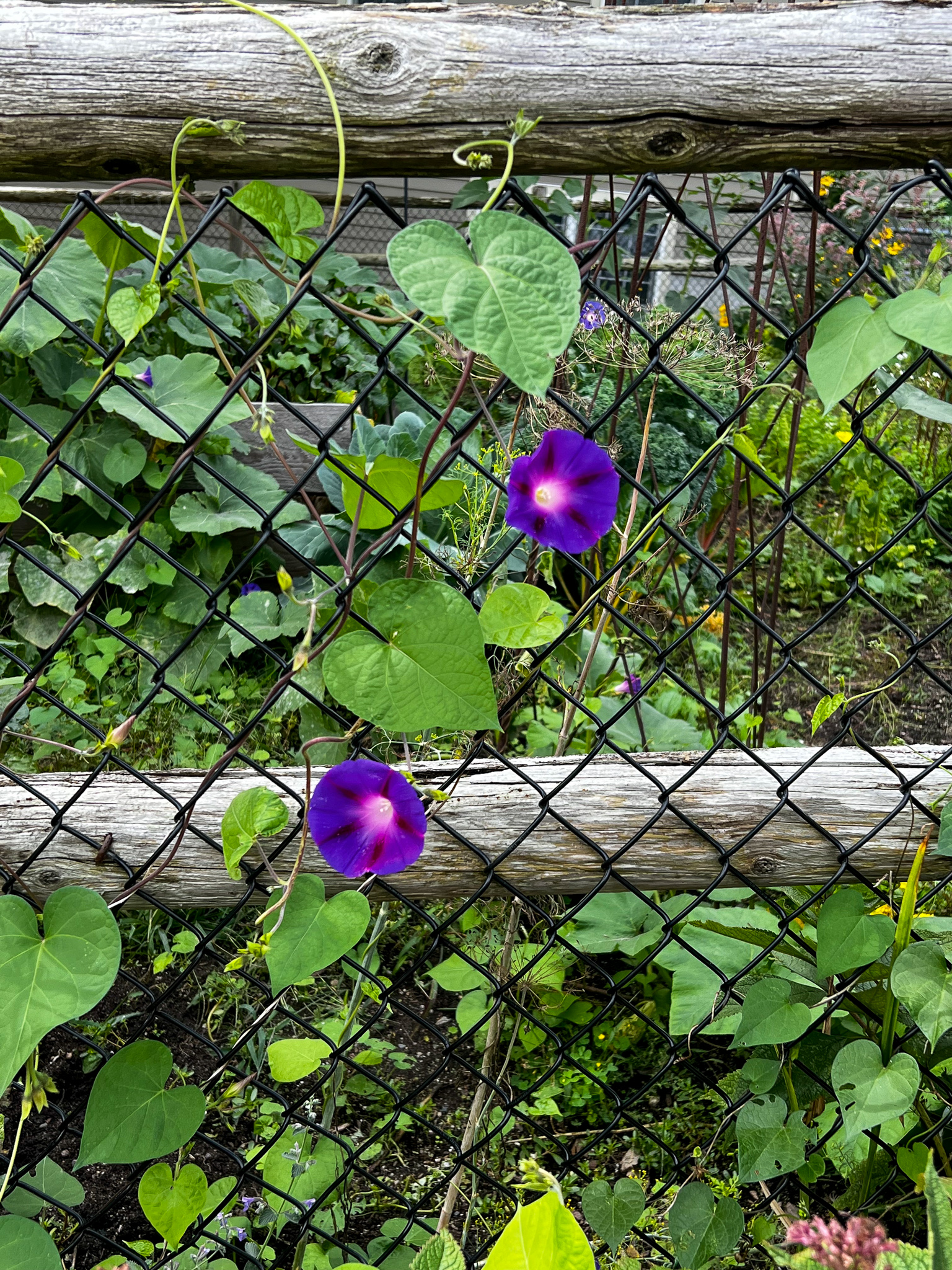 morning glories growing on a fence