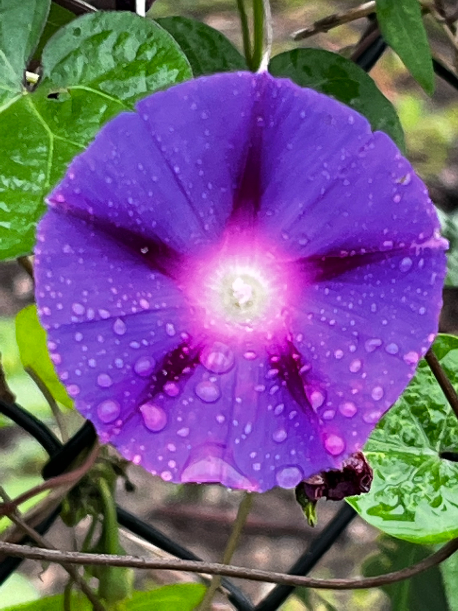 wet morning glory