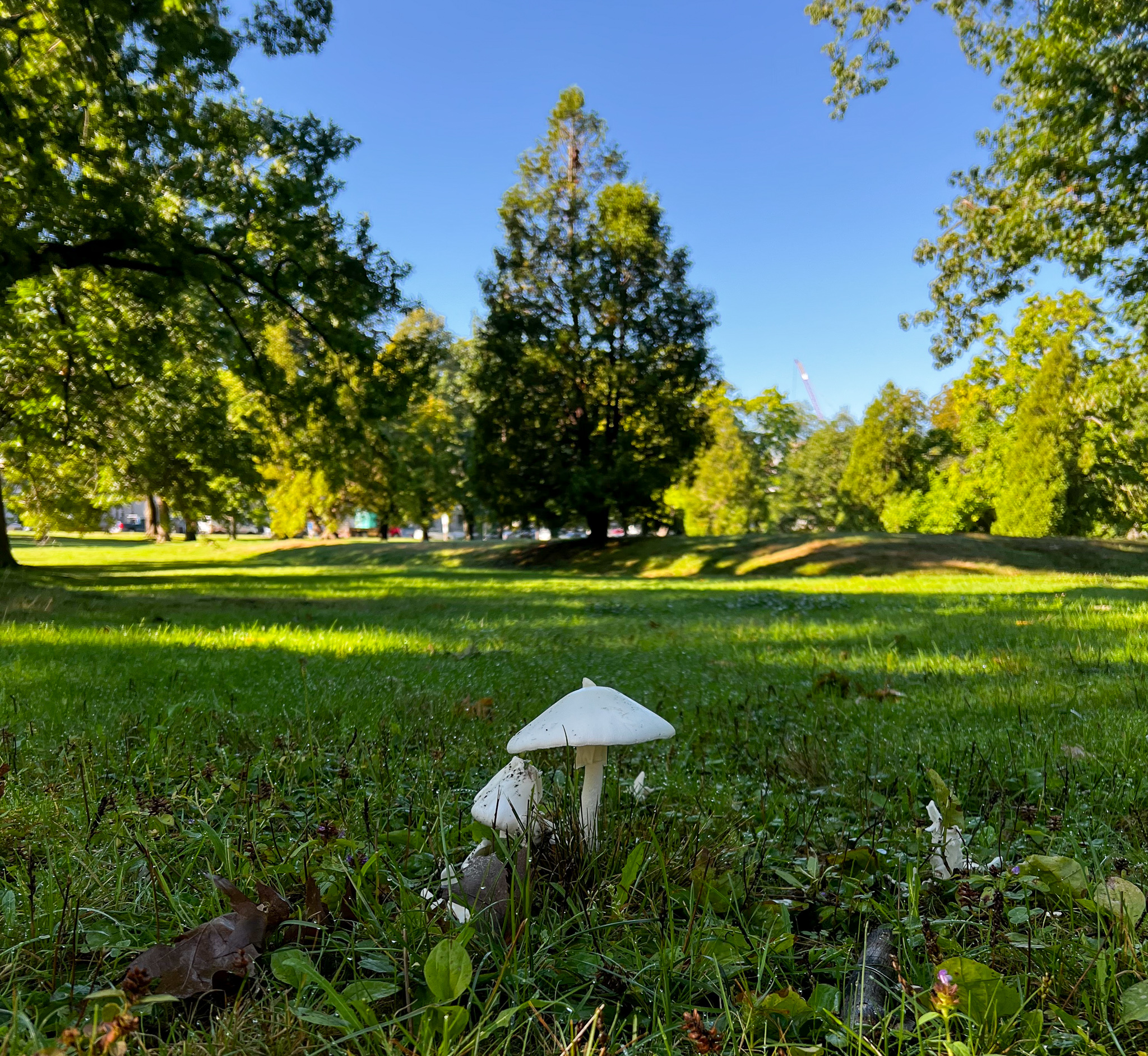 white mushrooms growing with green grass and trees behind with blue sky